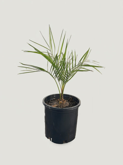 Butia odorata – video