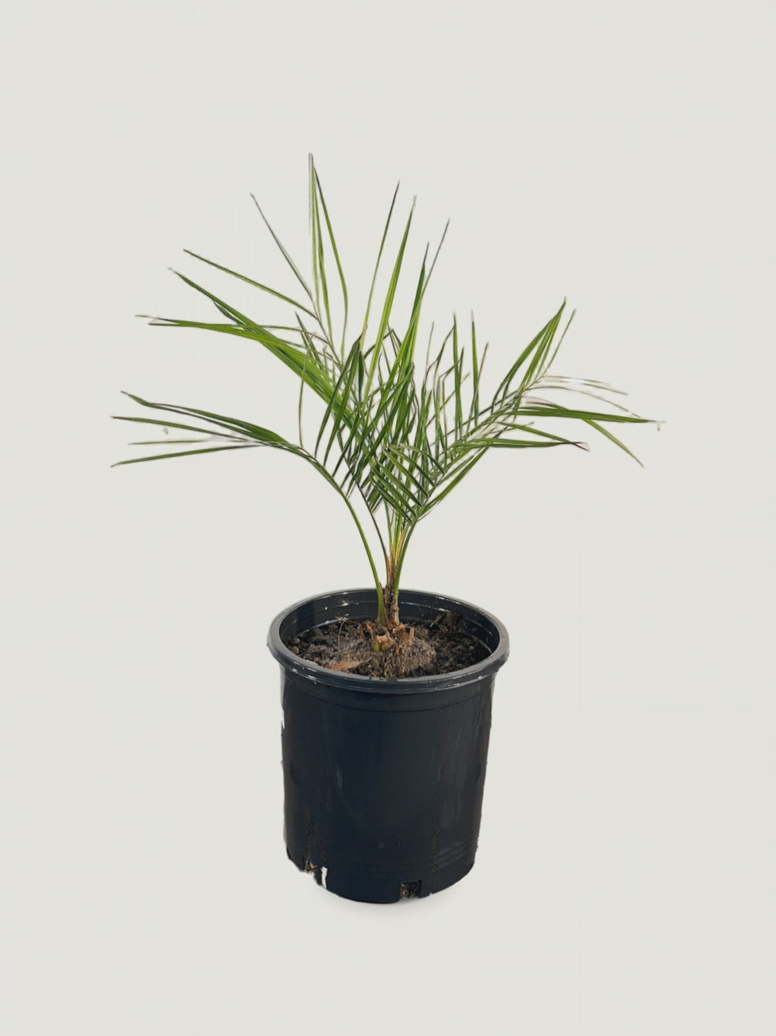 Butia odorata – video