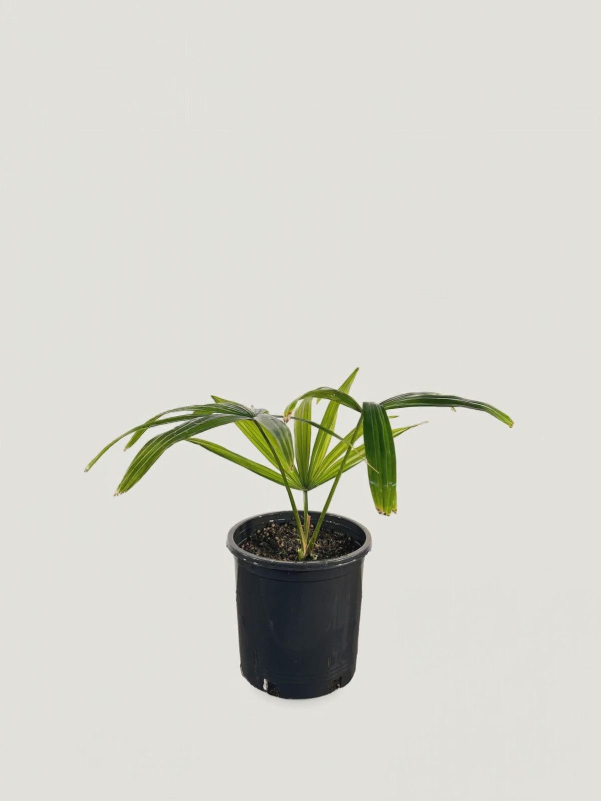 Borassodendron machadonis – Palmpedia
