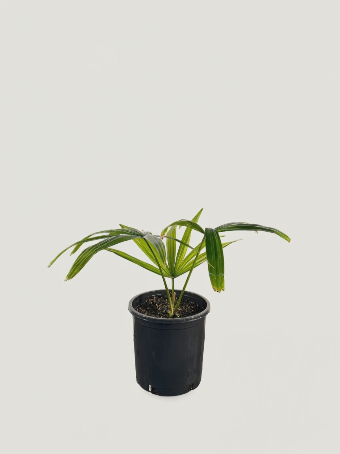 Borassodendron machadonis – Palmpedia