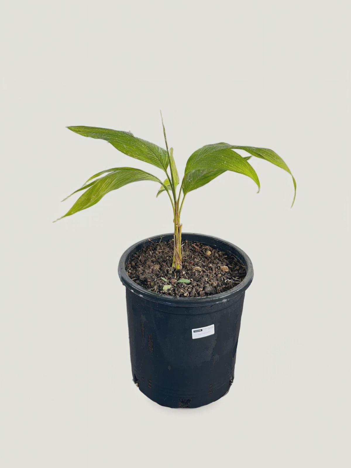 Chrysalidocarpus malcomberi – Palmpedia