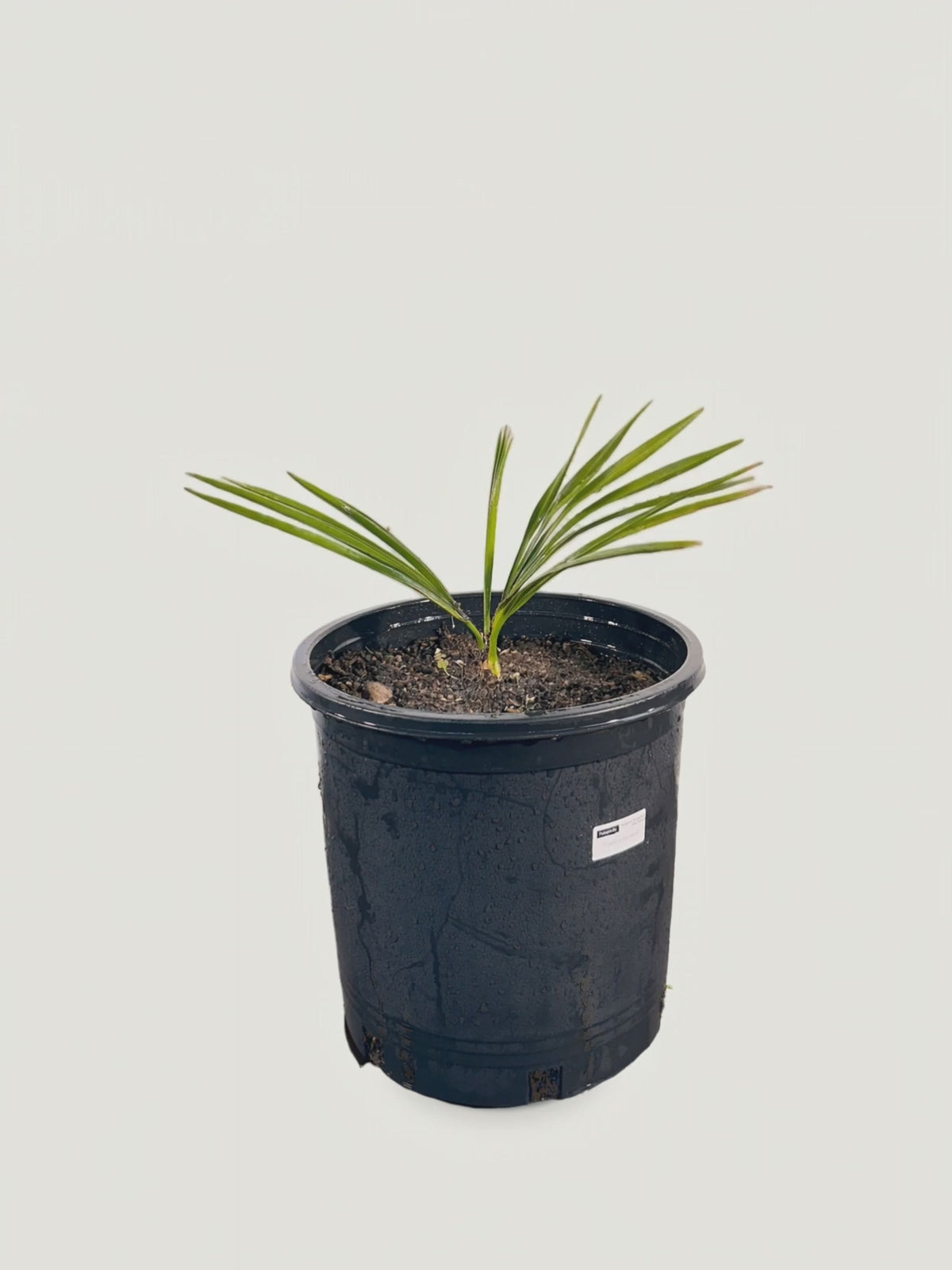 Copernicia macroglossa – Palmpedia