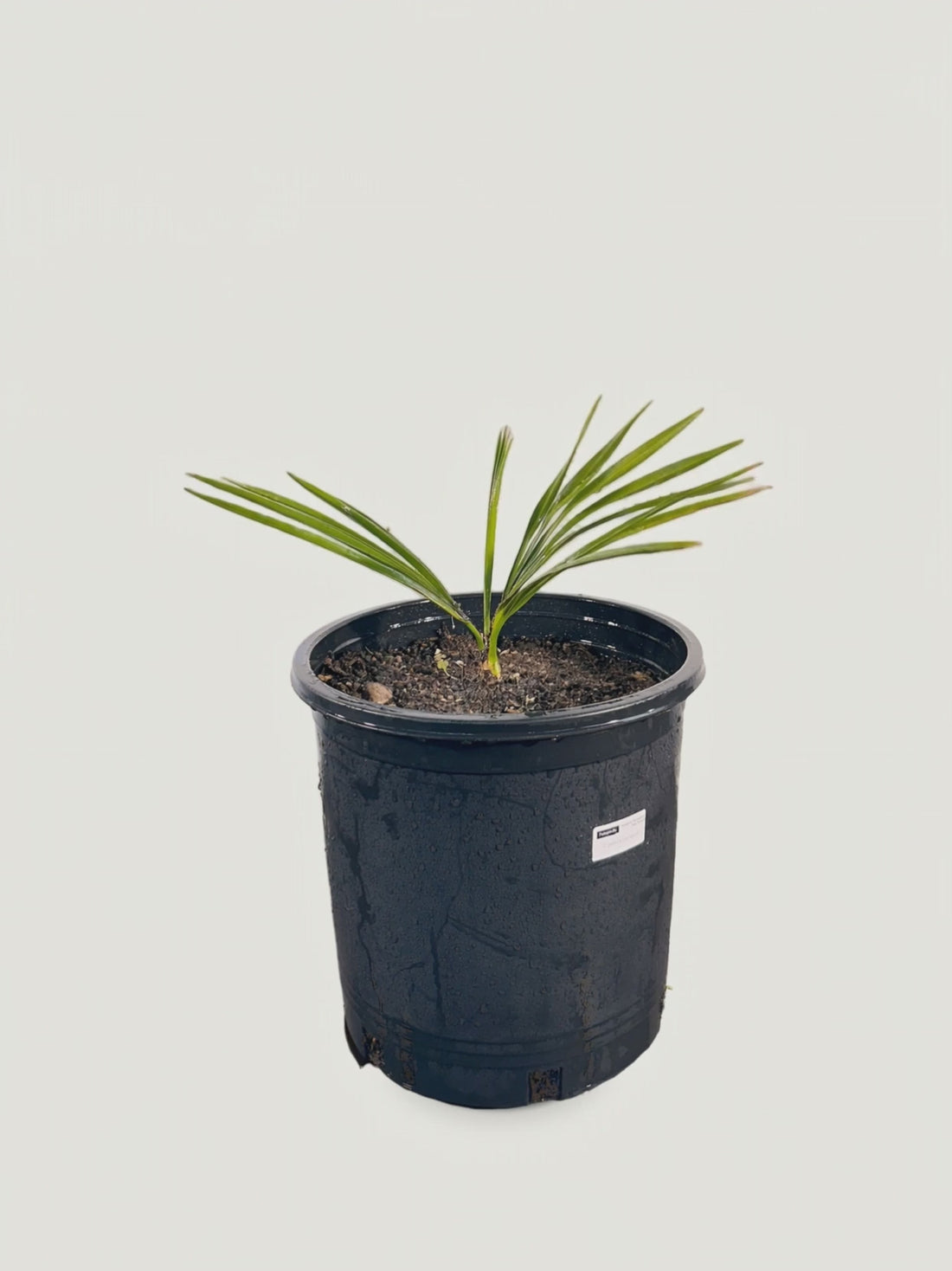 Copernicia macroglossa – Palmpedia