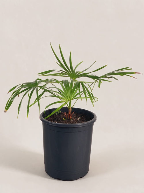 Brahea moorei – Palmpedia