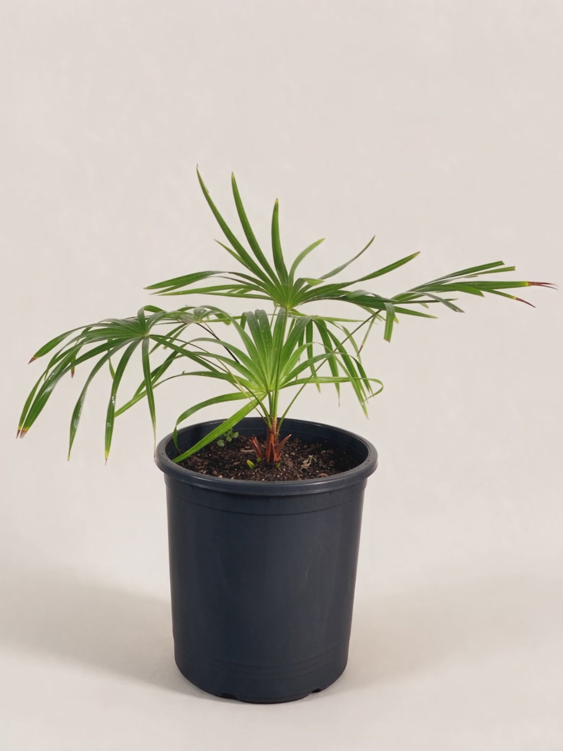 Brahea moorei – Palmpedia