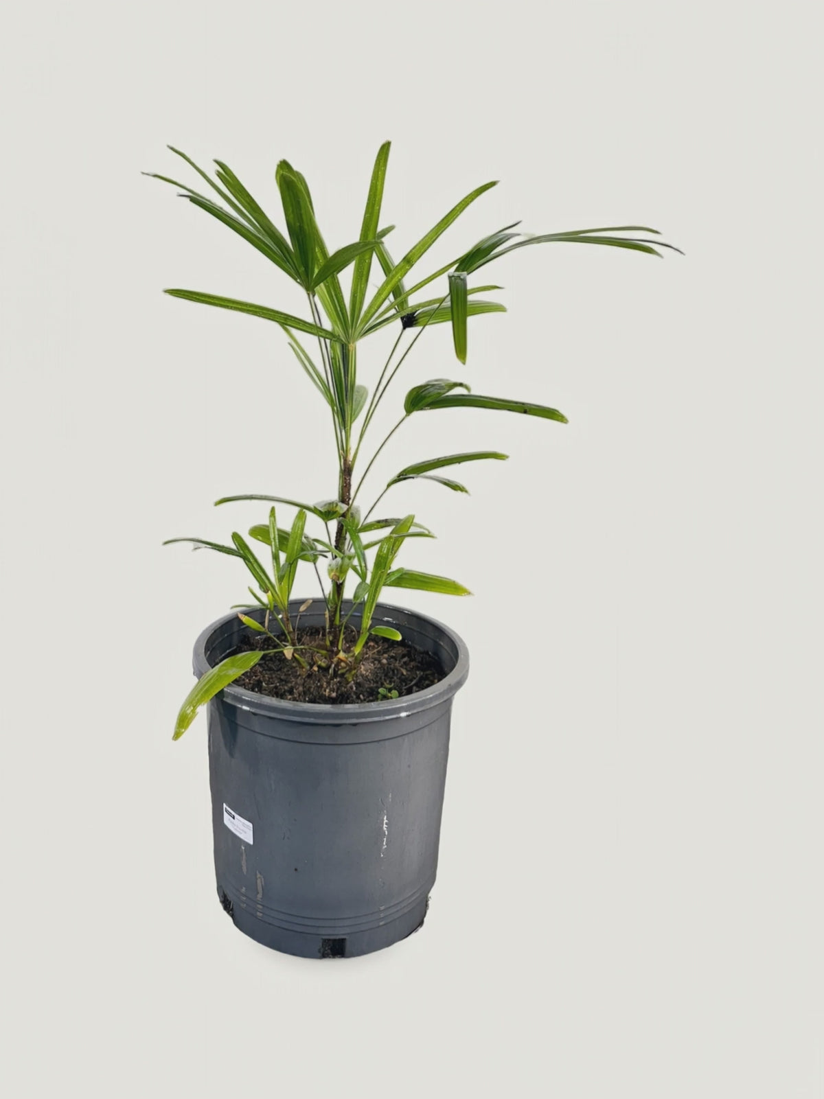 Rhapis excelsa Taiwan – Palmpedia