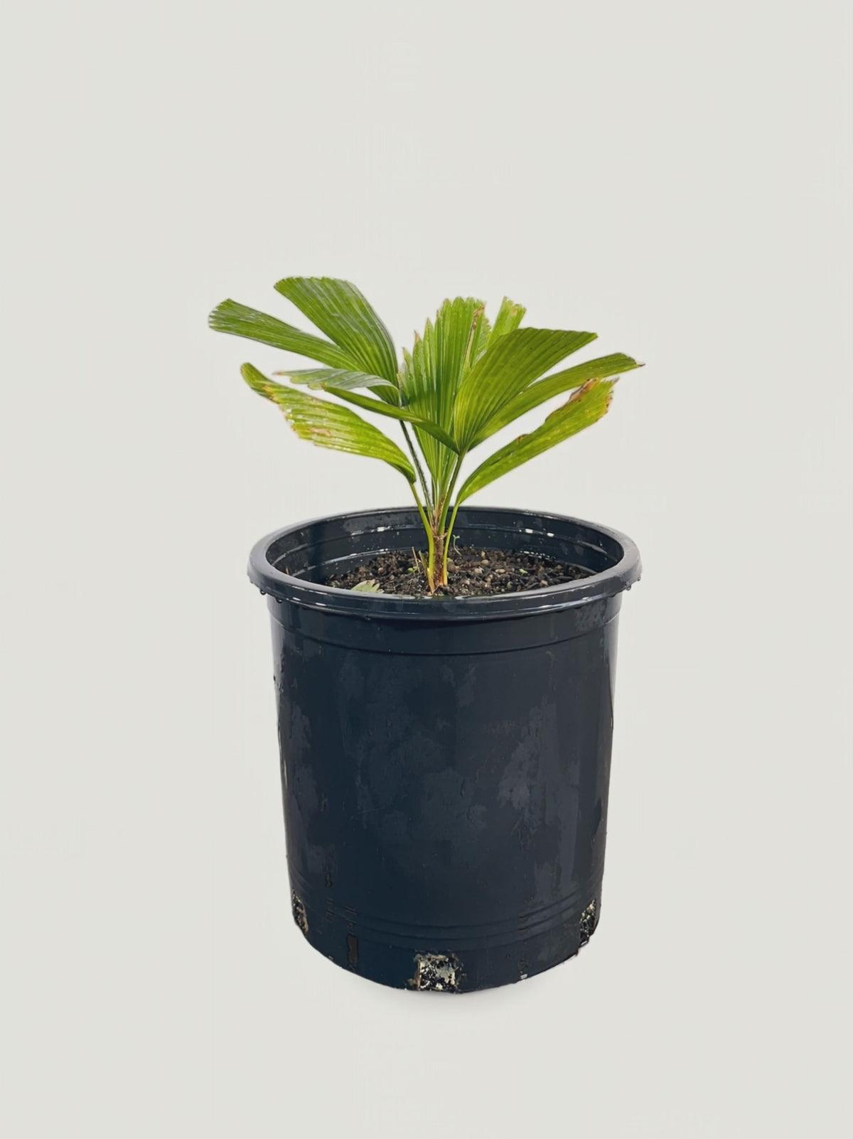 Copernicia baileyana – Palmpedia