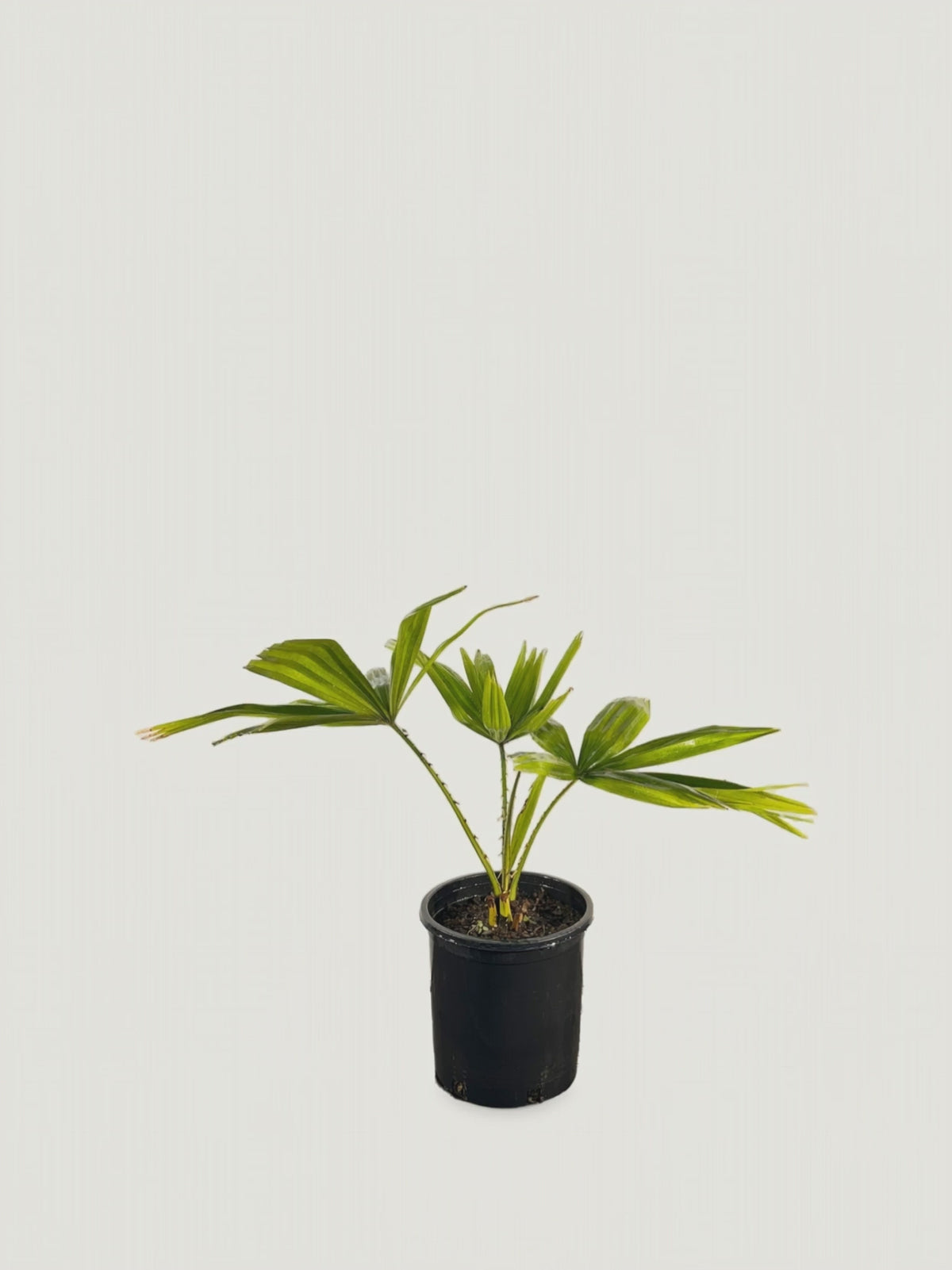 Pholidocarpus macrocarpus – Palmpedia