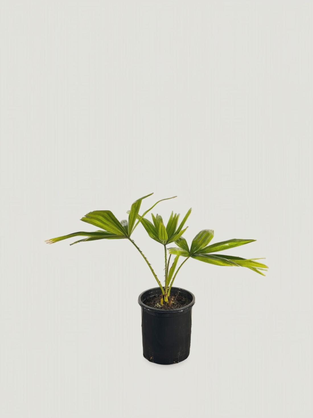 Pholidocarpus macrocarpus – Palmpedia