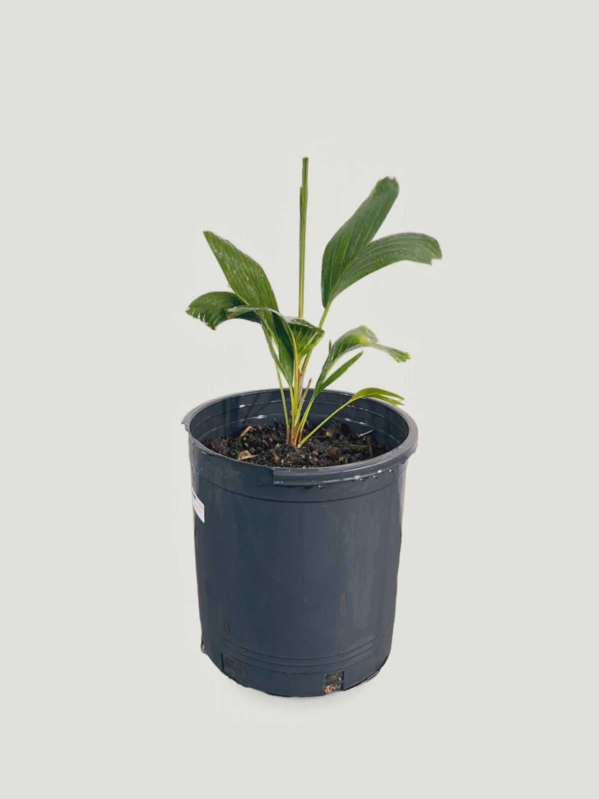 Ptychosperma schefferi – Palmpedia