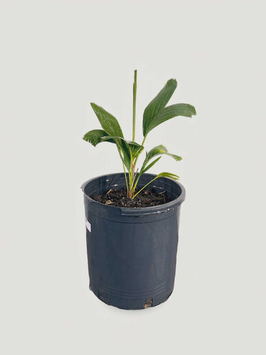 Ptychosperma schefferi – Palmpedia