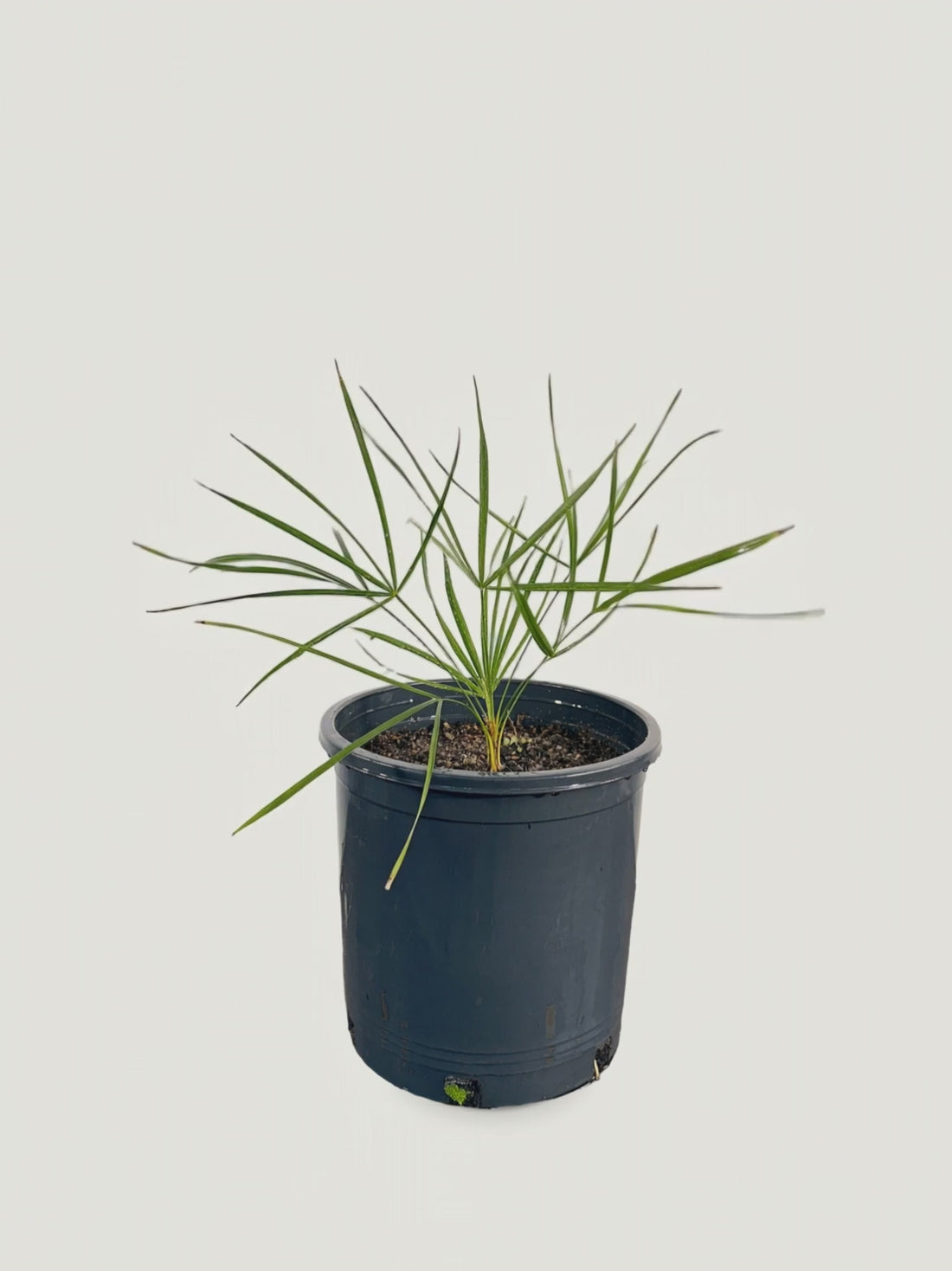 Trithrinax campestris – Palmpedia