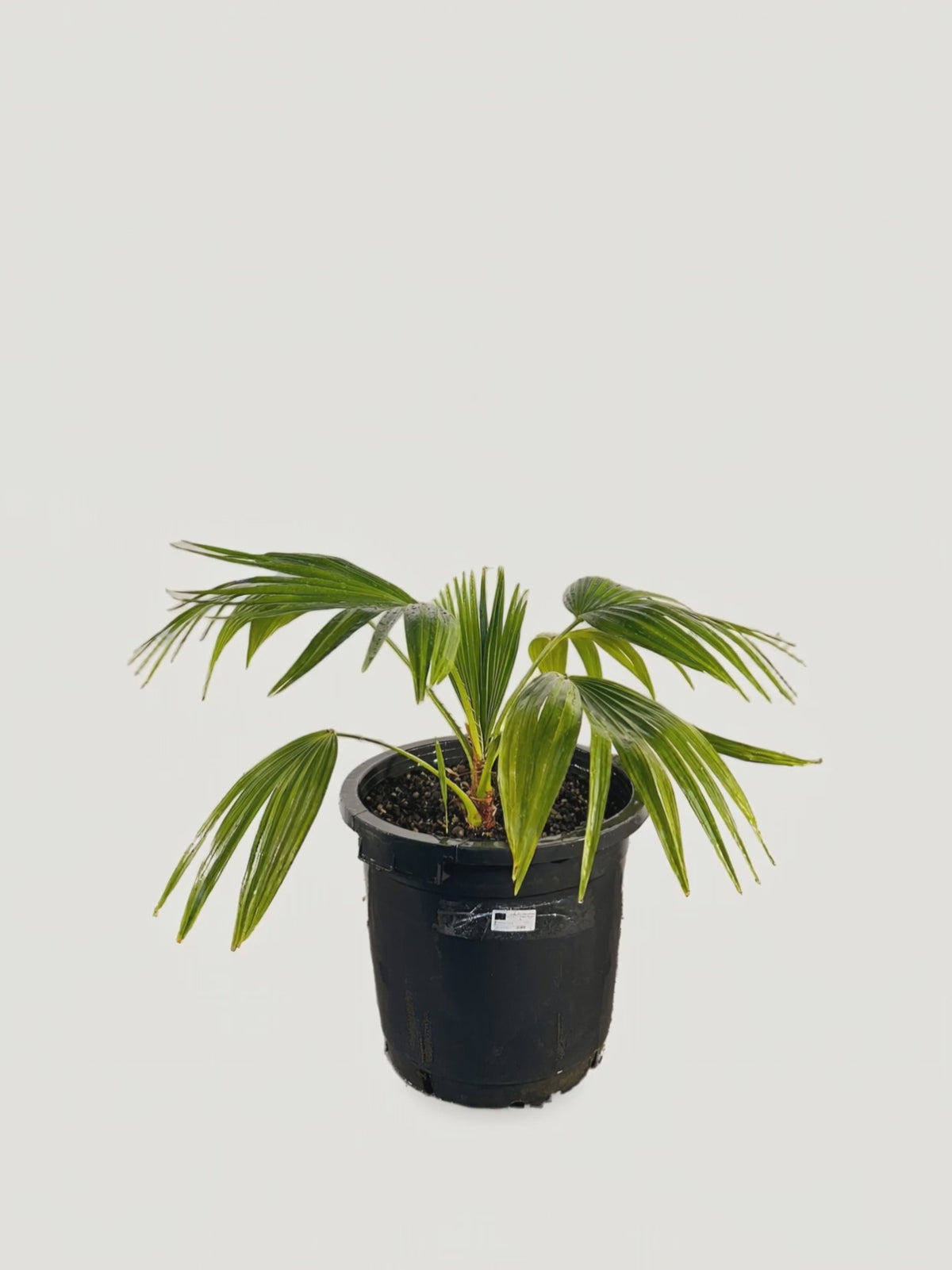 Livistona chinensis – Palmpedia