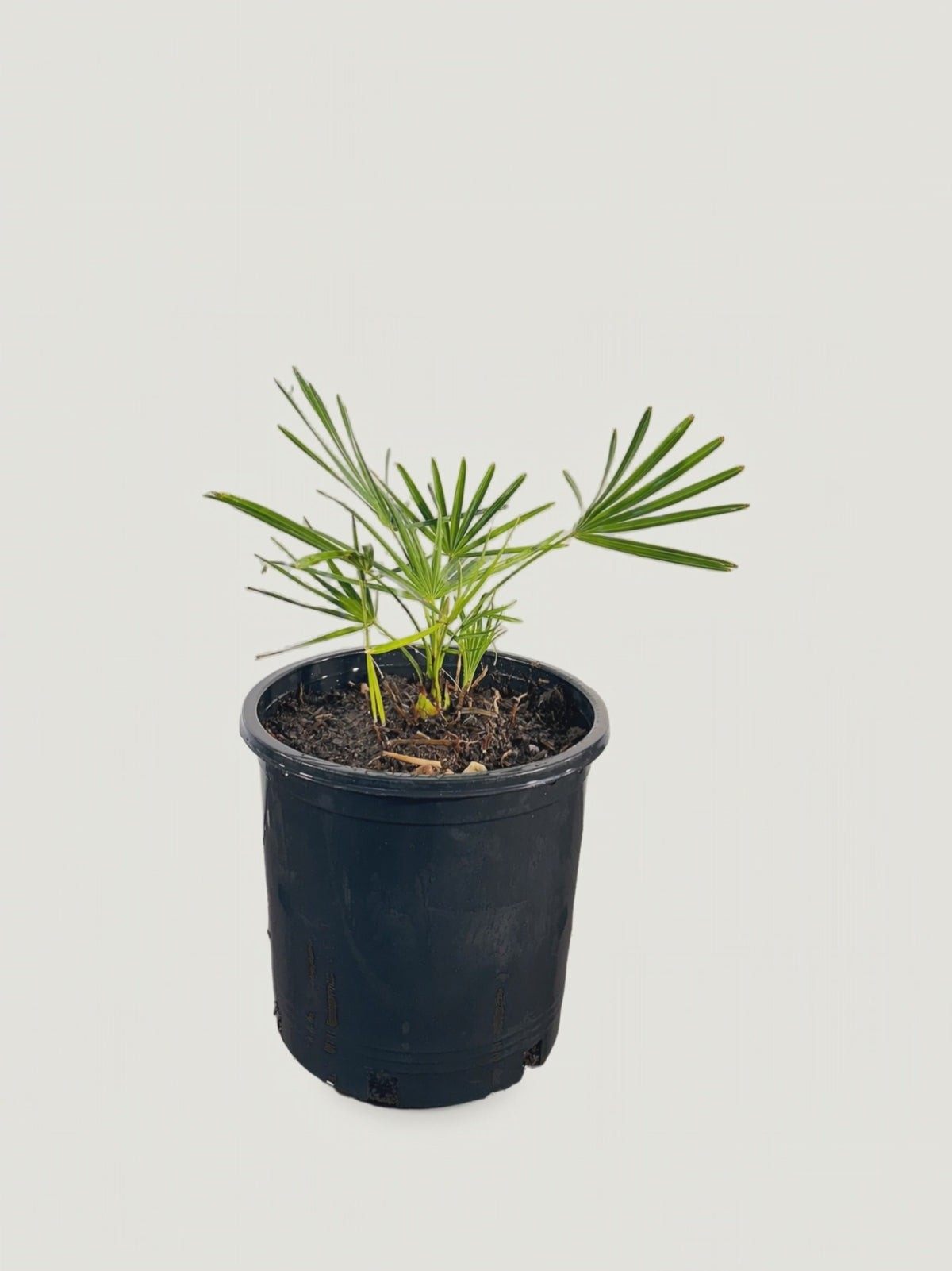 Serenoa repens – video