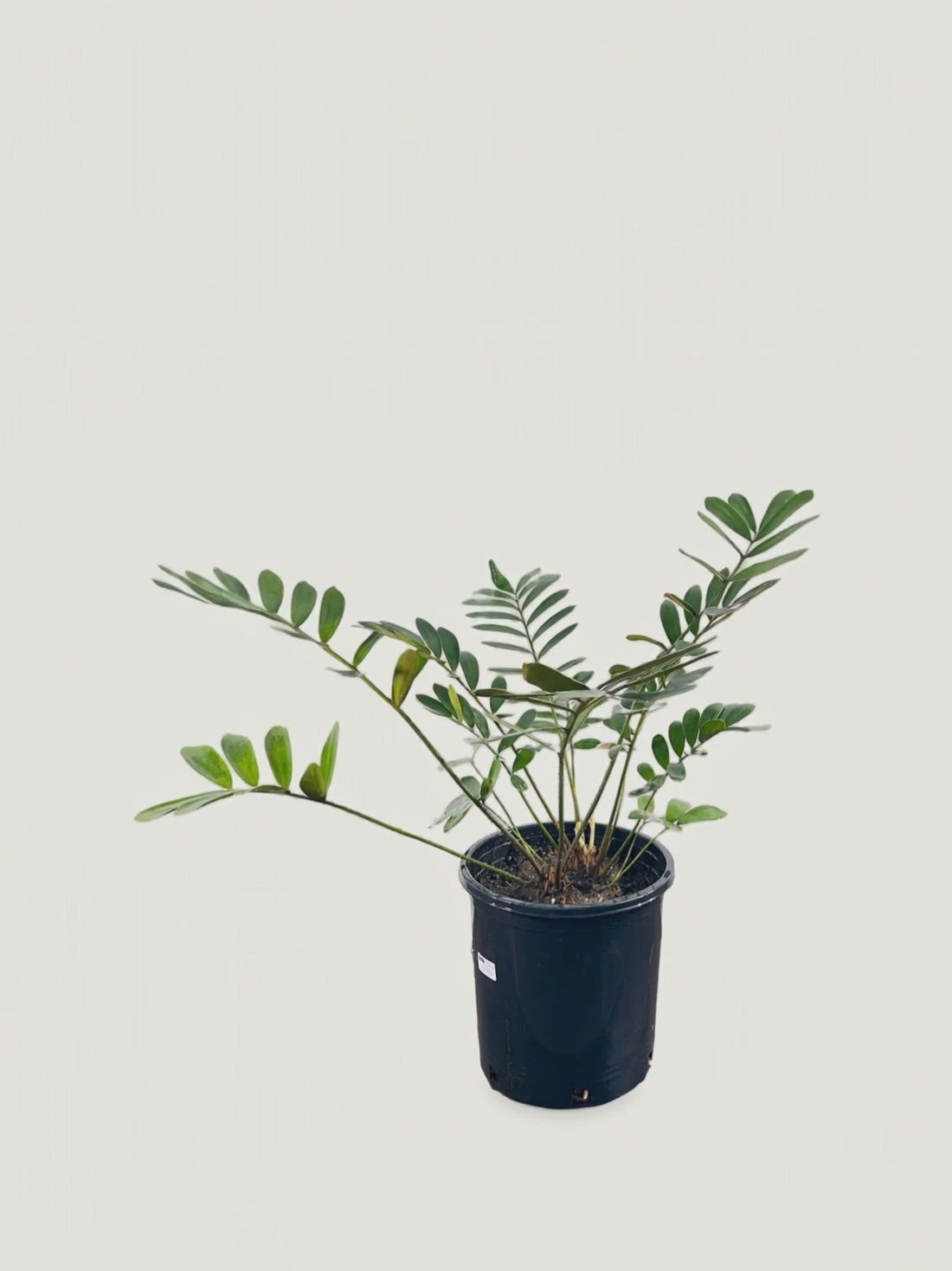 Zamia furfuracea – Palmpedia