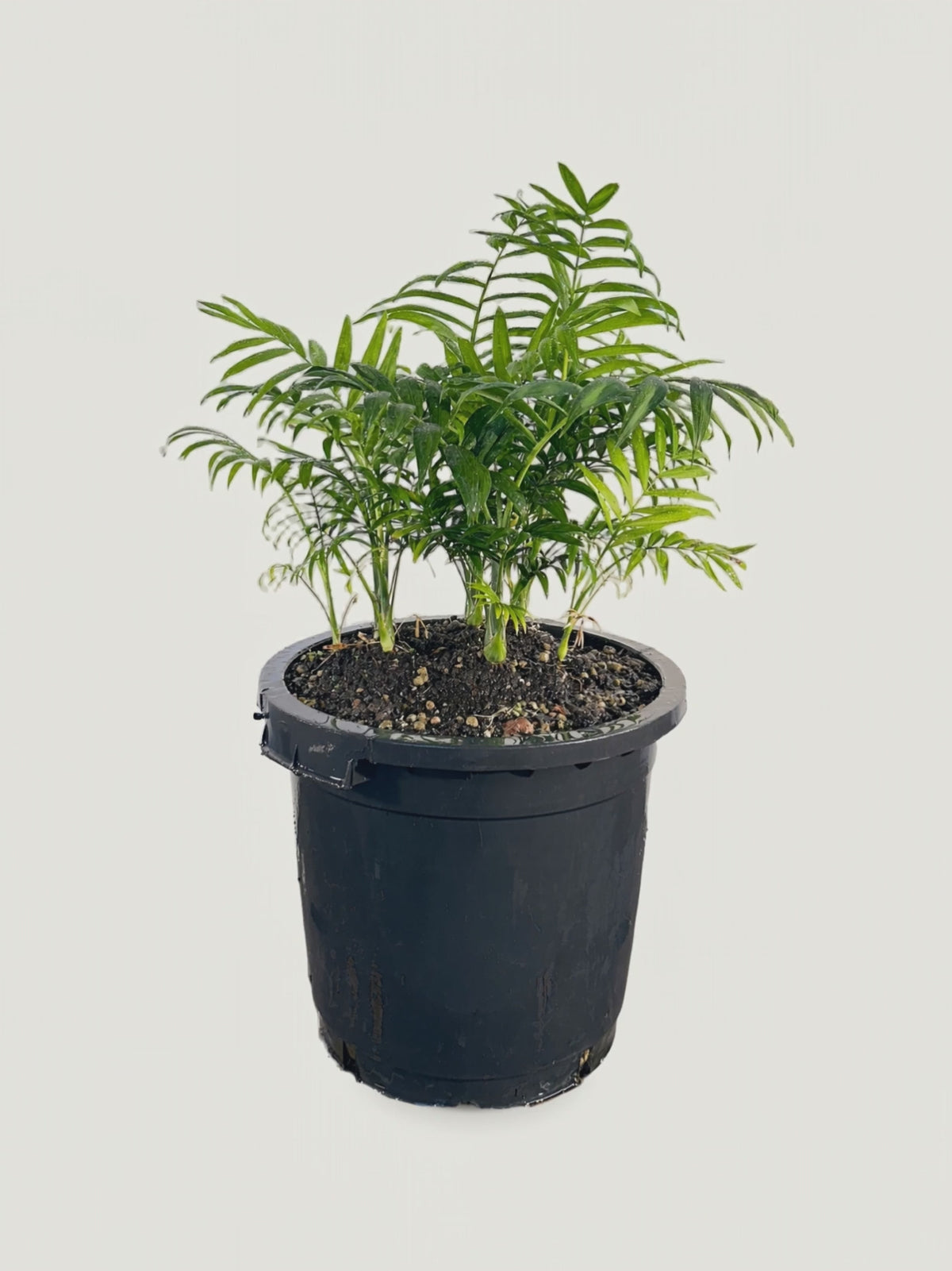 Chamaedorea elegans – Palmpedia
