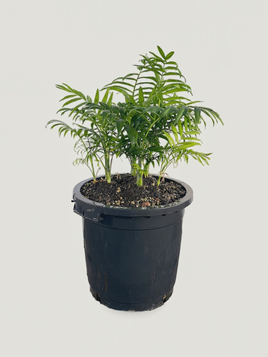 Chamaedorea elegans – Palmpedia