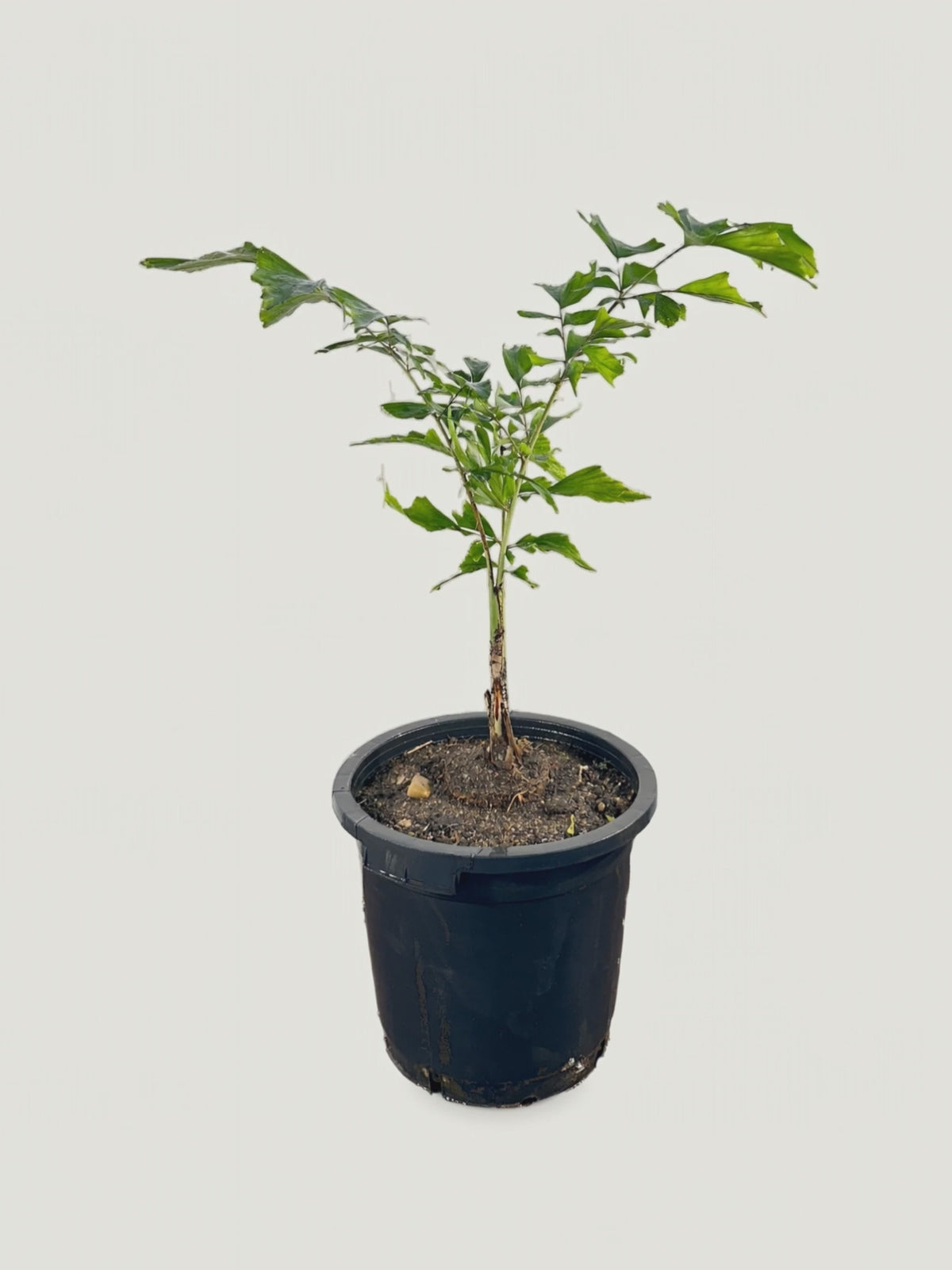 Caryota monostachya – Palmpedia