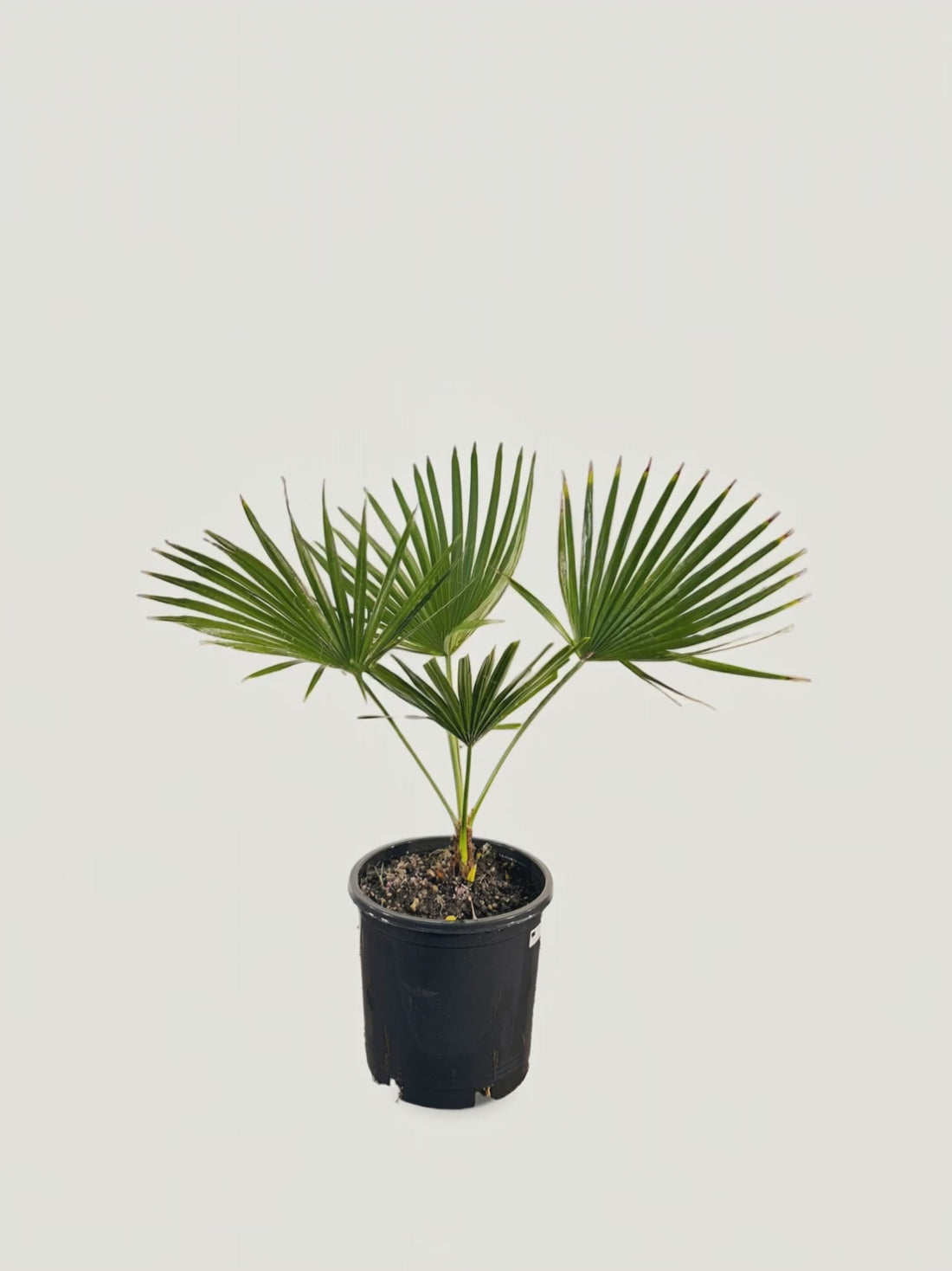 Trachycarpus latisectus – Palmpedia