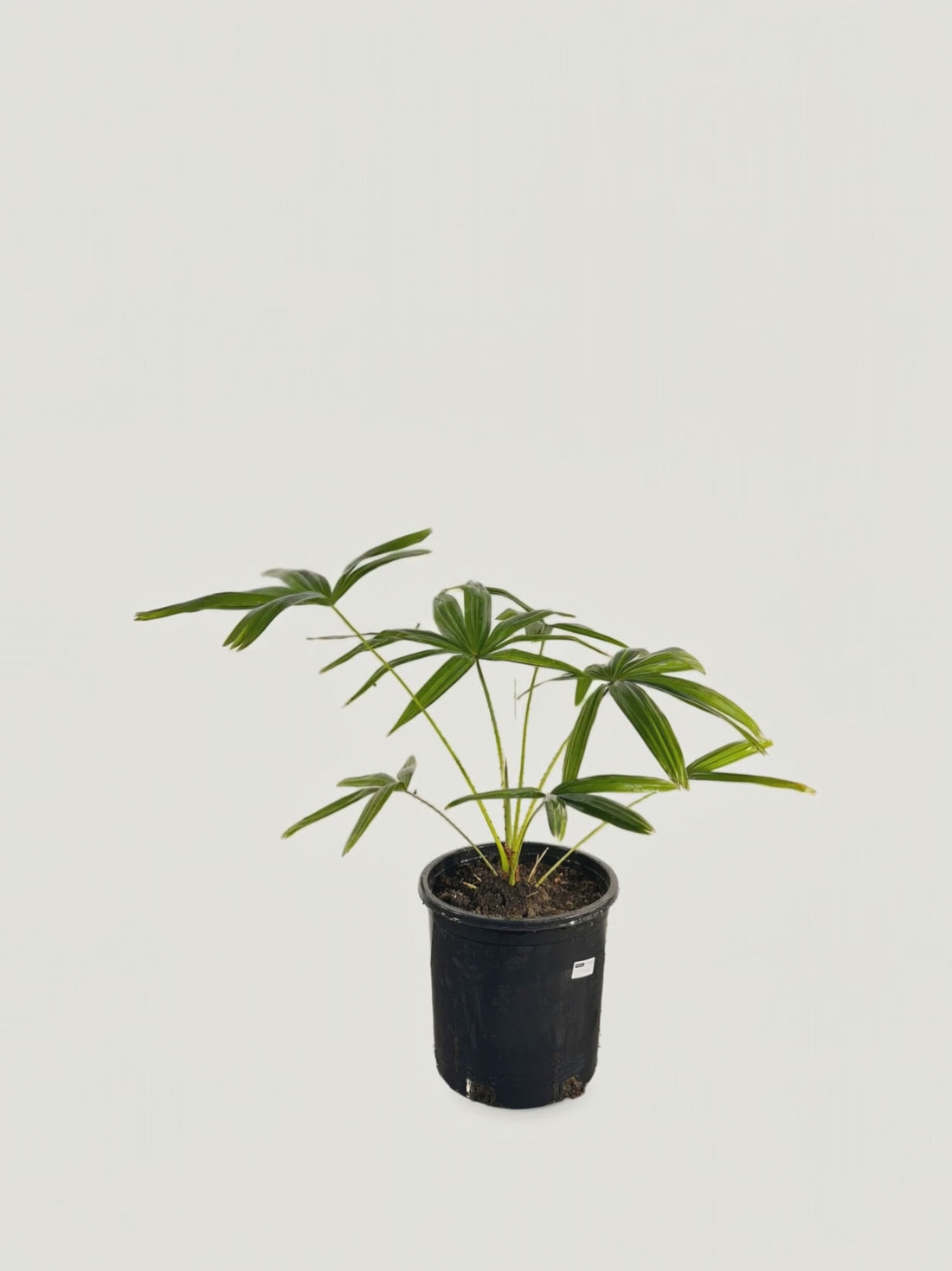 Livistona speciosa – Palmpedia