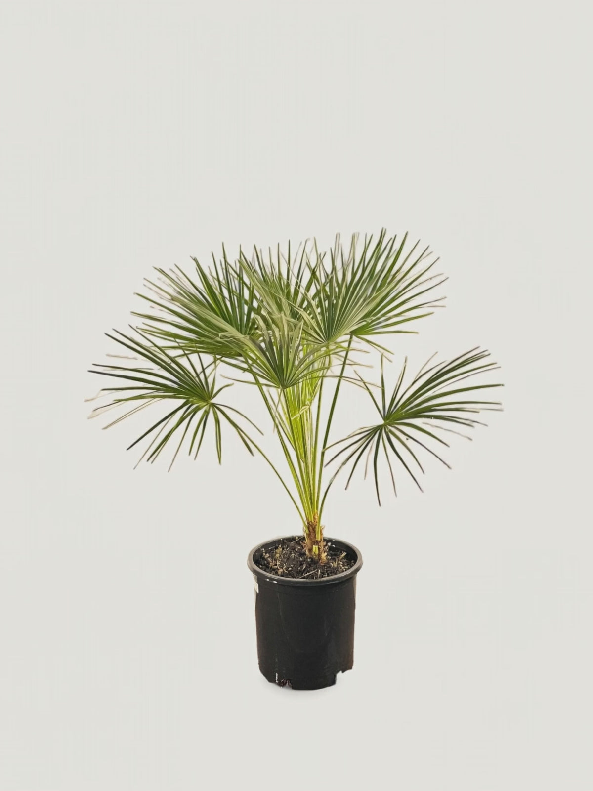 Chamaerops humilis Argentea – Palmpedia