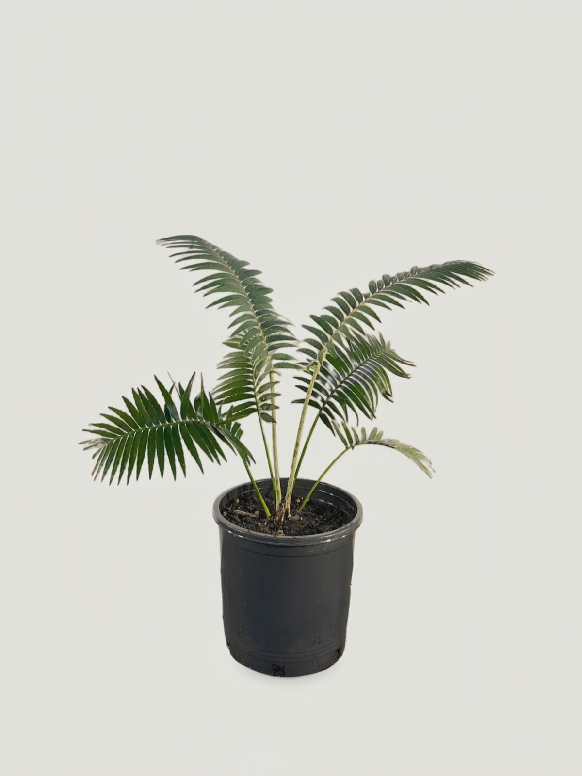 Dioon rzedowskii – Palmpedia