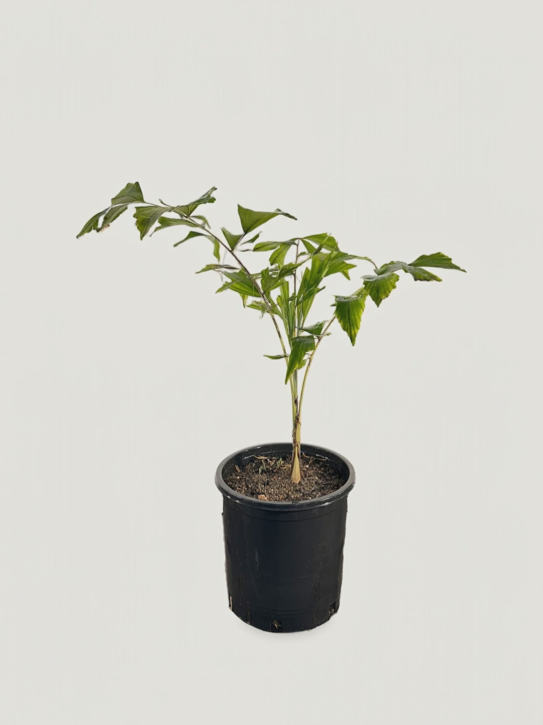 Caryota mitis – Palmpedia