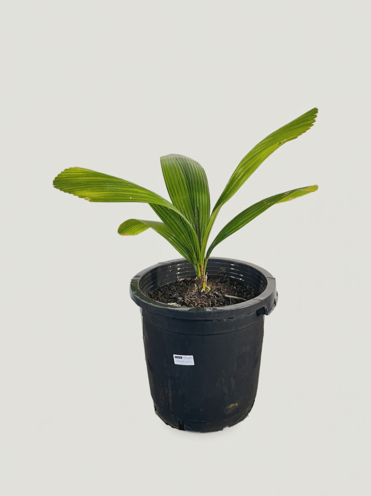 Johannesteijsmannia altifrons – Palmpedia
