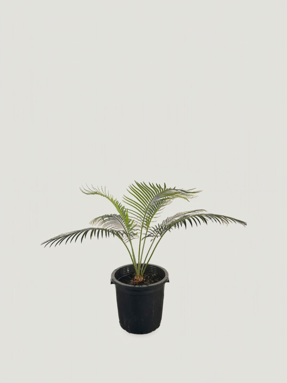 Cycas edentata – video