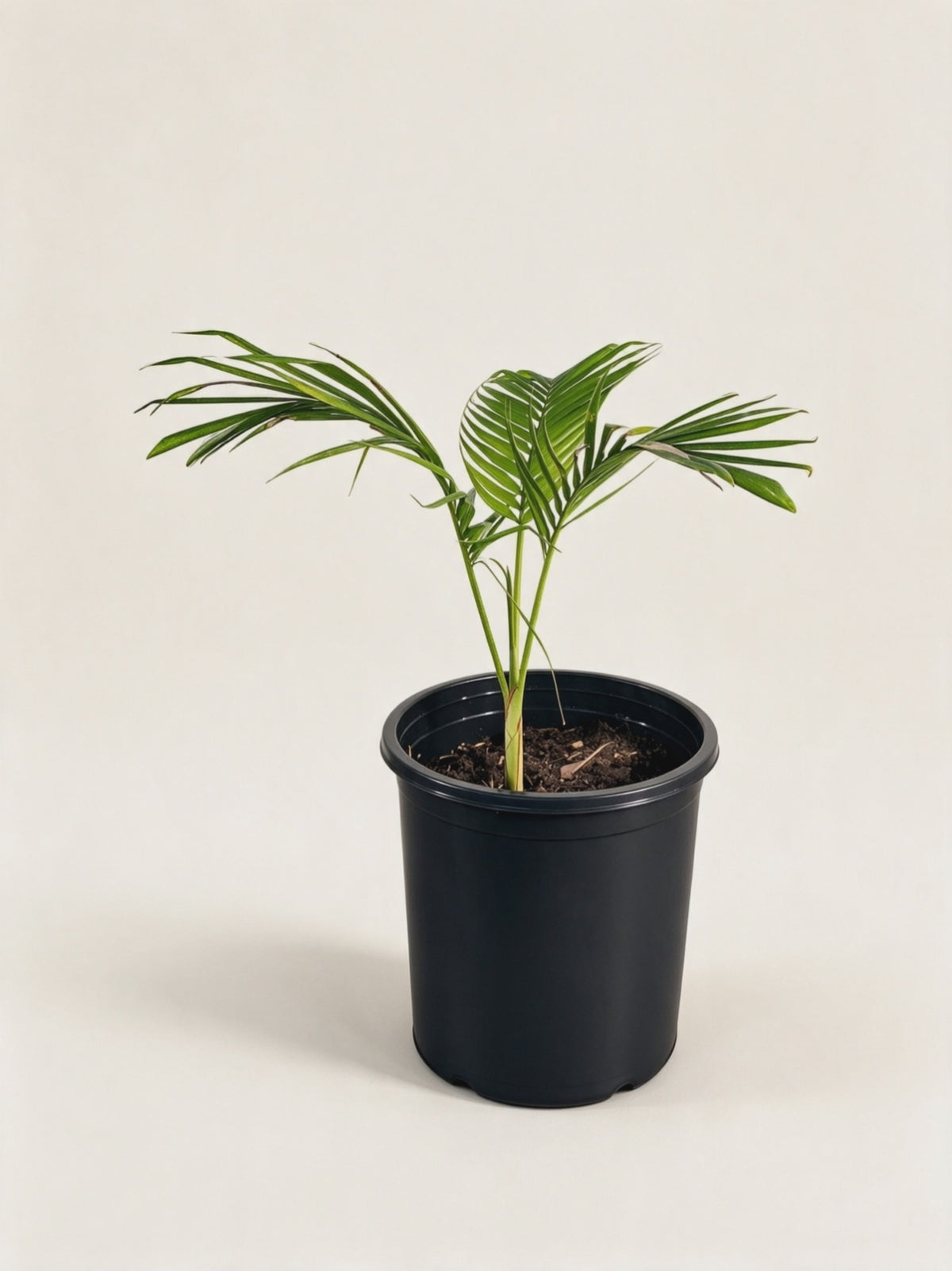 Archontophoenix cunninghamiana – Palmpedia