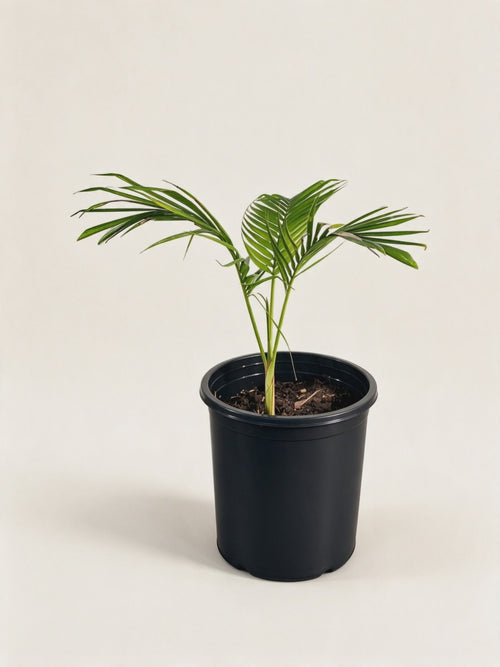 Archontophoenix cunninghamiana – Palmpedia