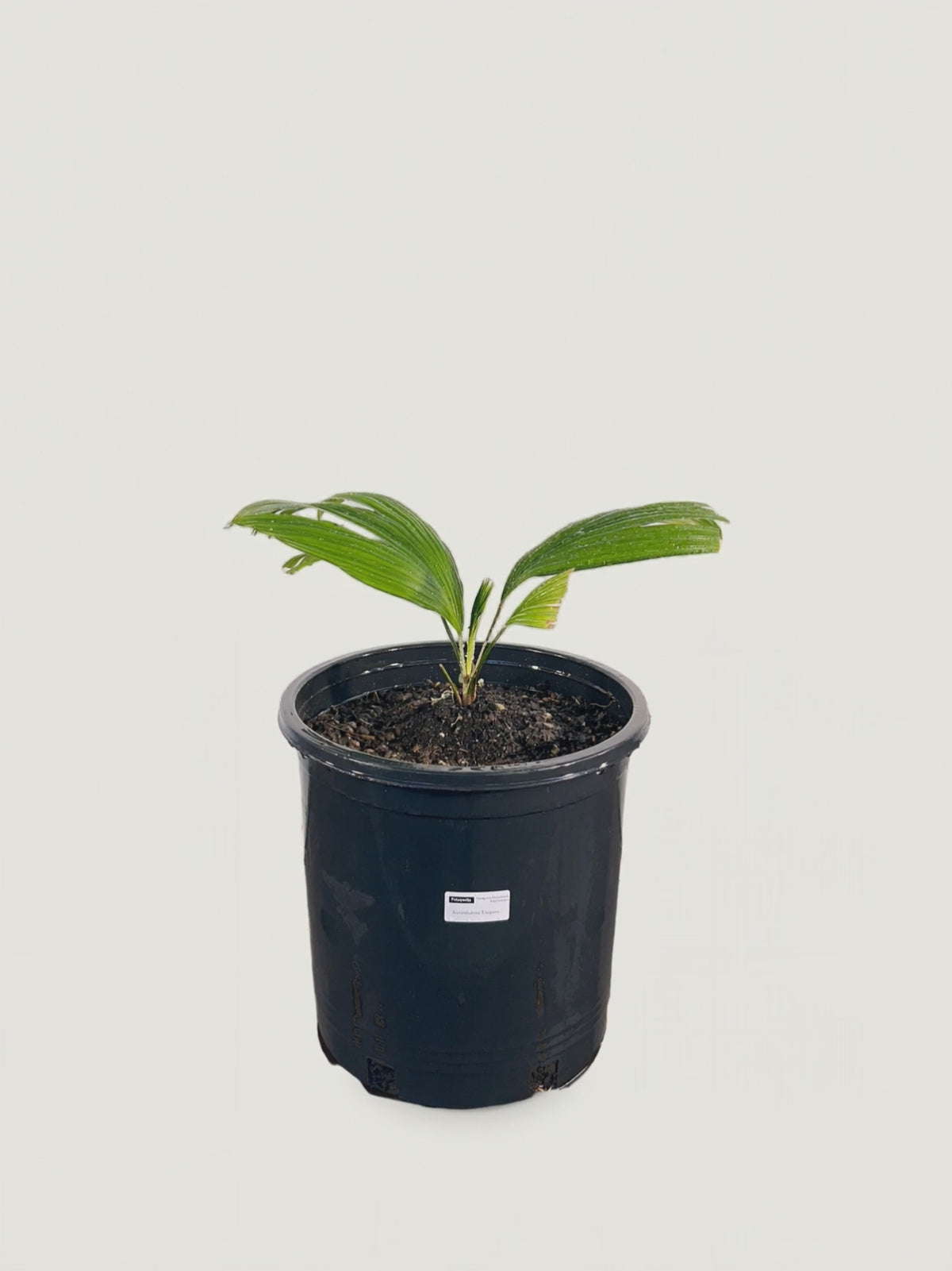 Kerriodoxa elegans – Palmpedia