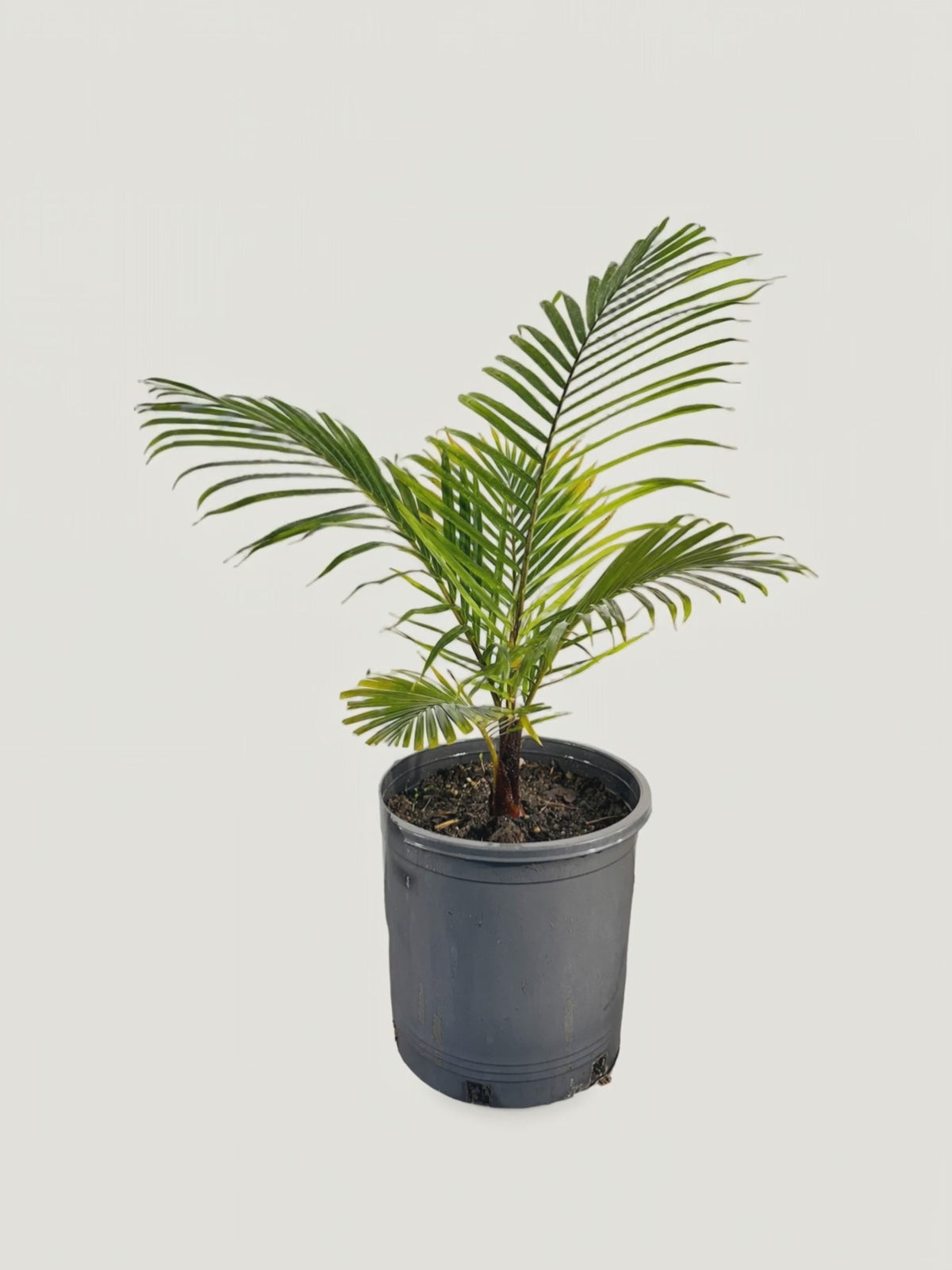 Chrysalidocarpus leptocheilos – Palmpedia