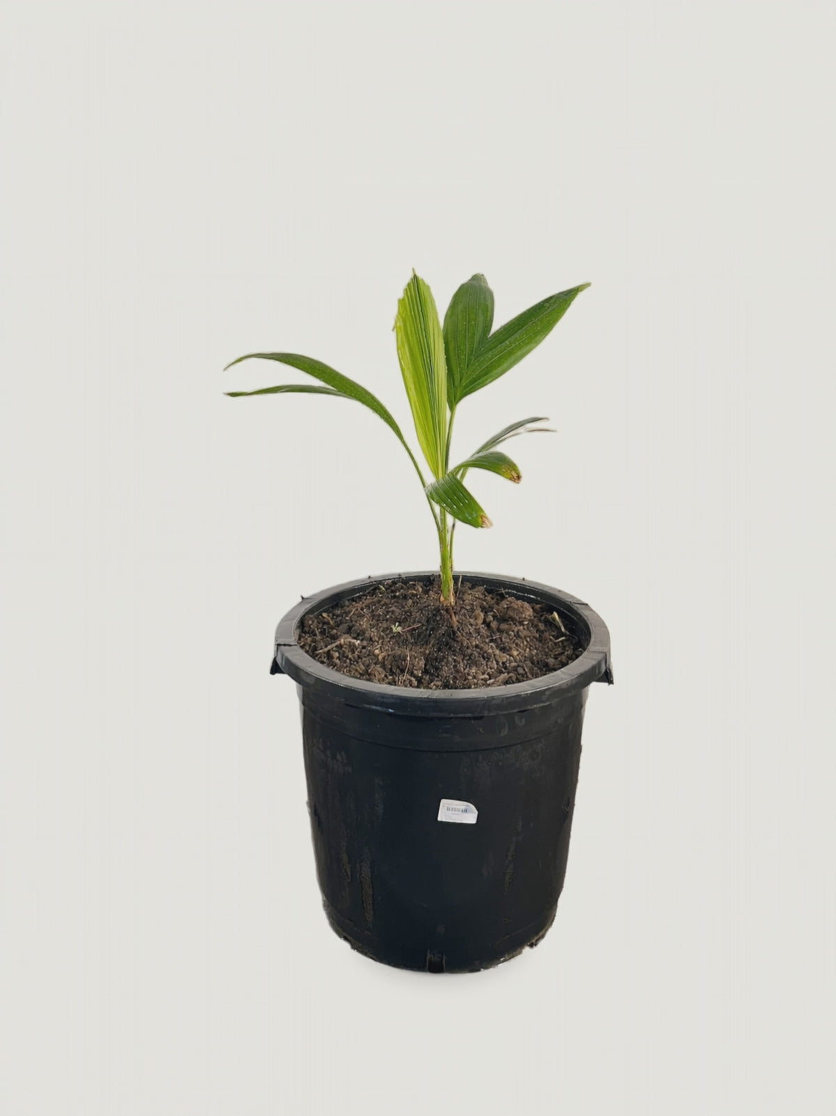 Ptychosperma elegans – video