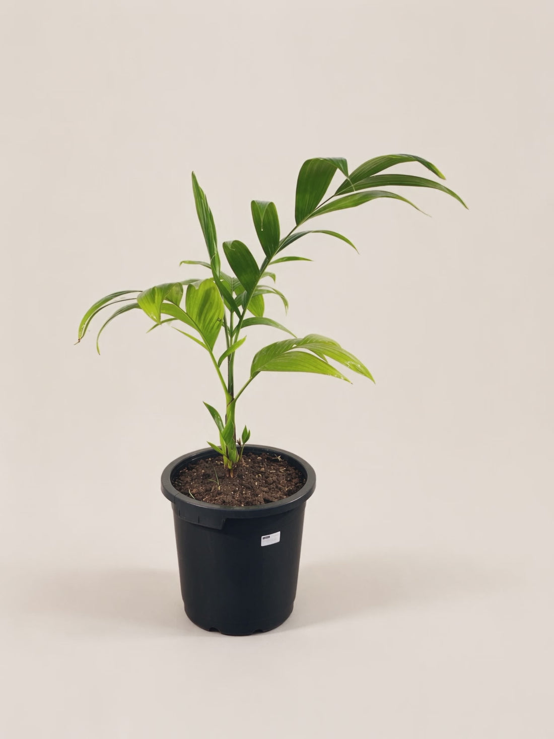 Areca montana – Palmpedia