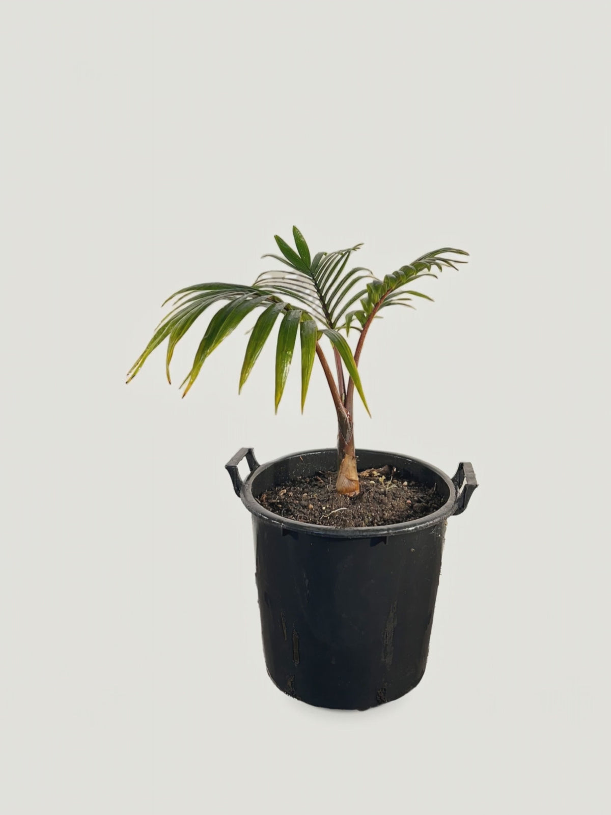 Hyophorbe lagenicaulis – Palmpedia