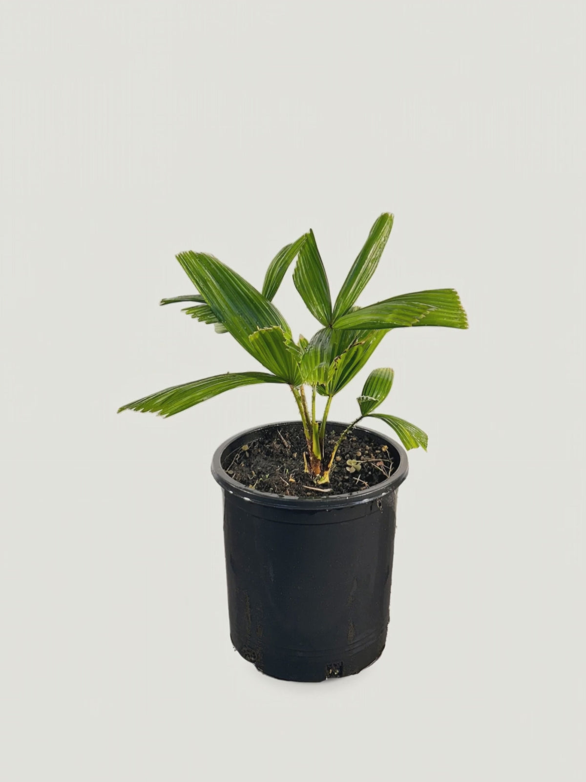 Licuala spinosa – Palmpedia