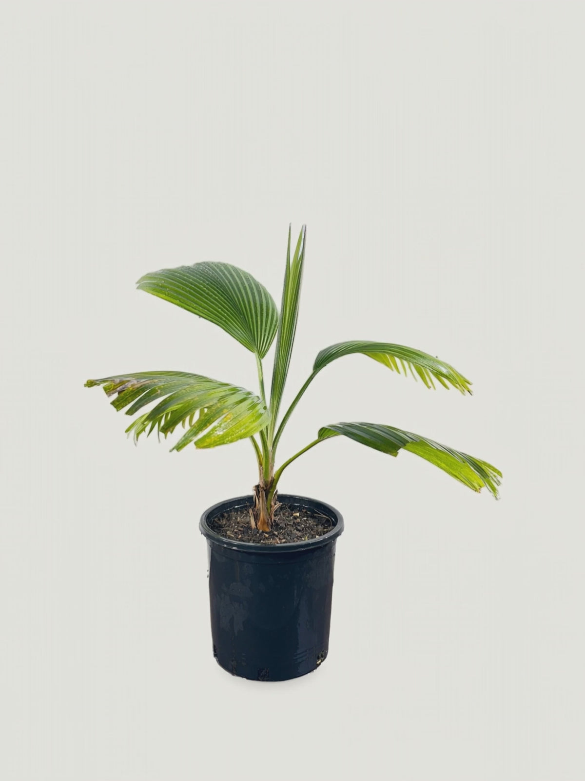 Pritchardia hillebrandii – Palmpedia