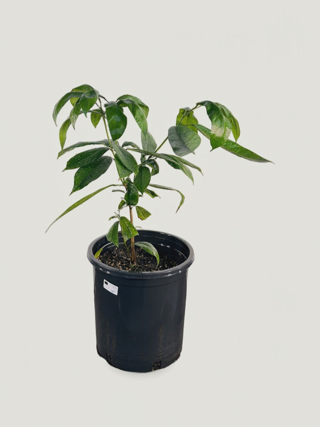 Hyperbaena eladioana – Palmpedia