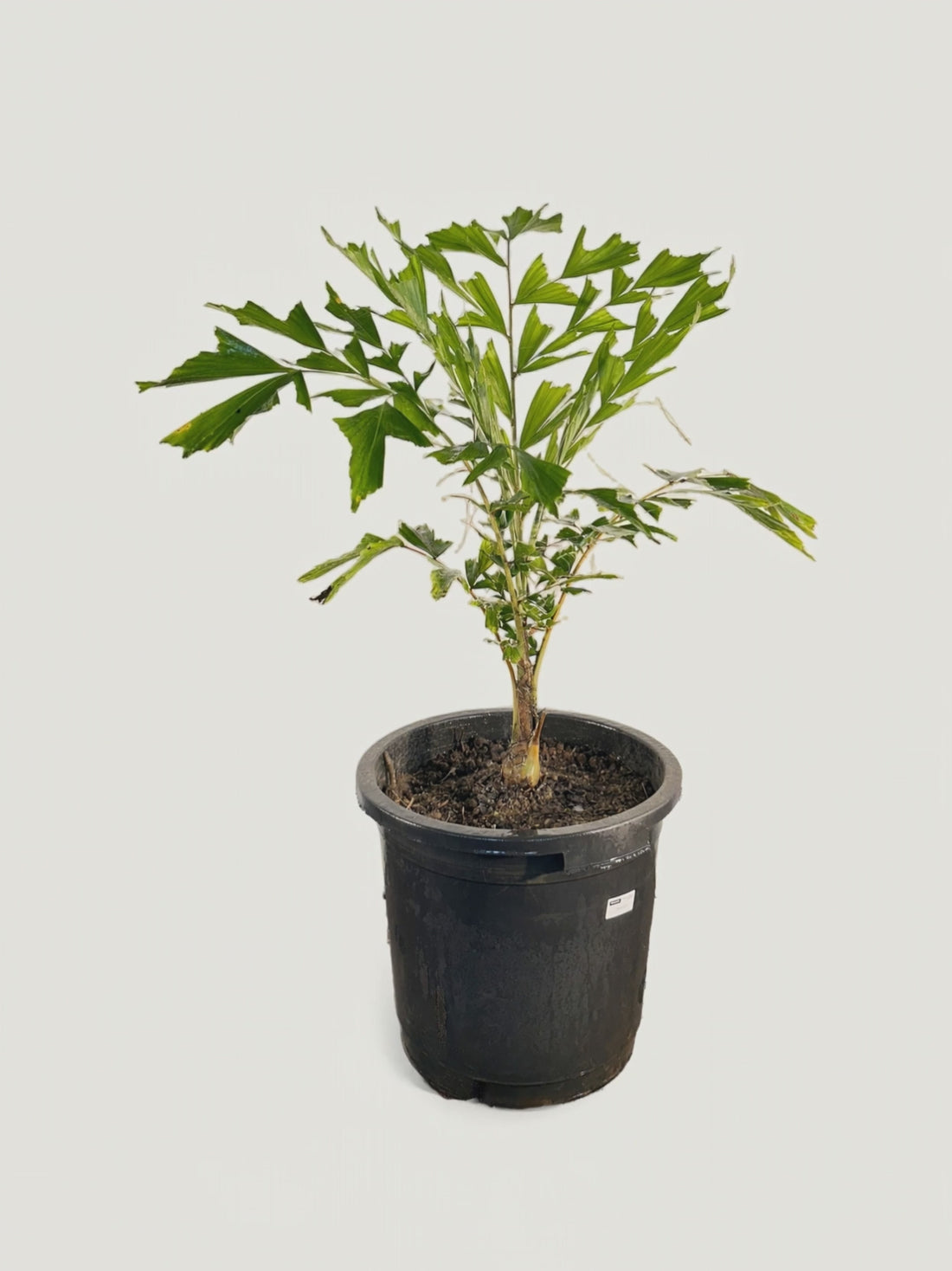 Caryota urens – Palmpedia