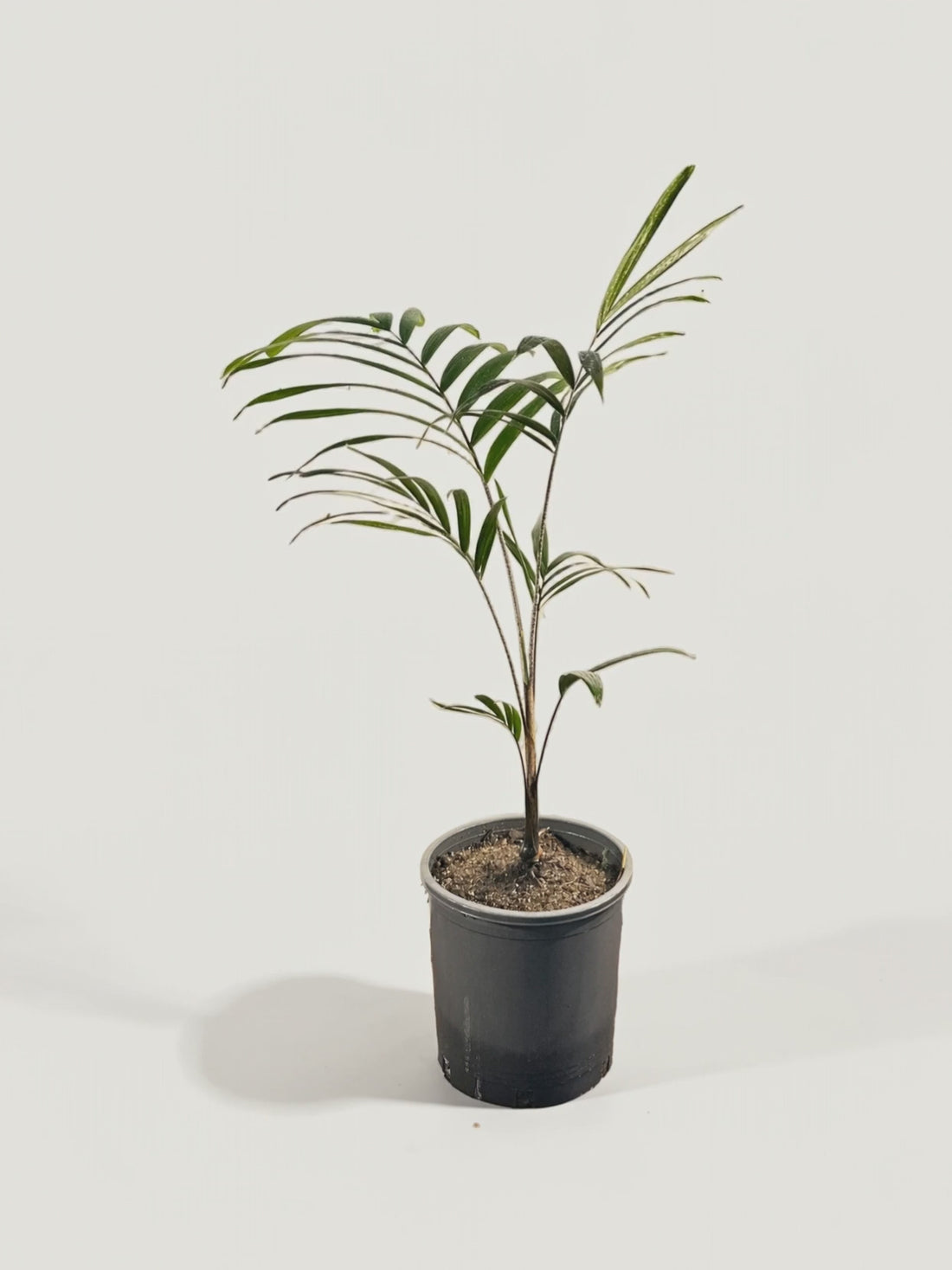 Veitchia winin – Palmpedia