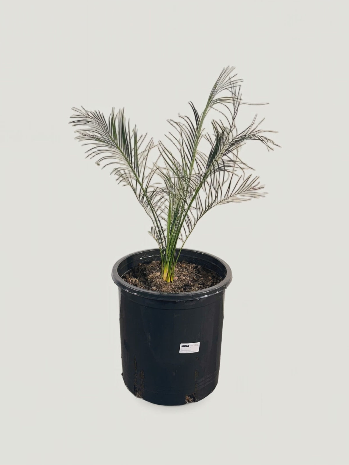 Macrozamia serpentina – Palmpedia