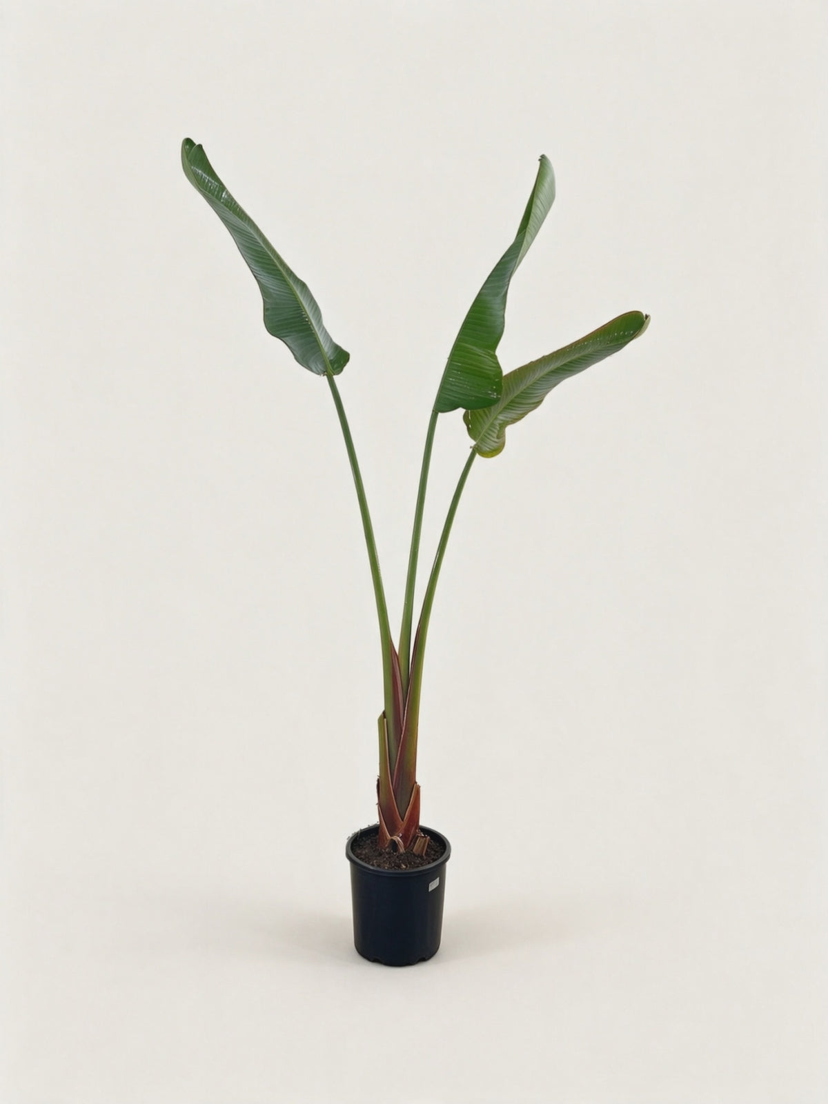 Strelitzia nicolai – video