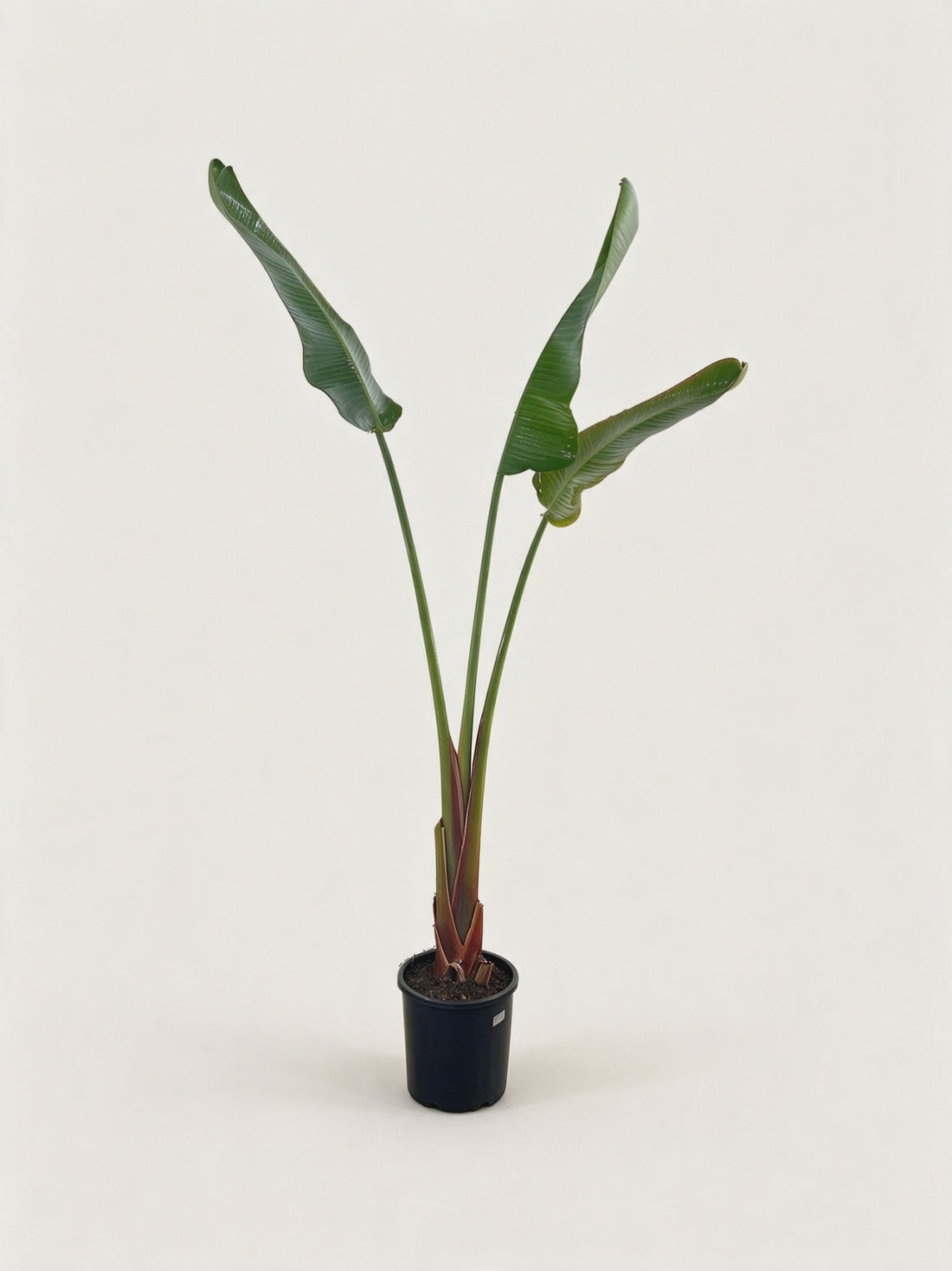 Strelitzia nicolai – video
