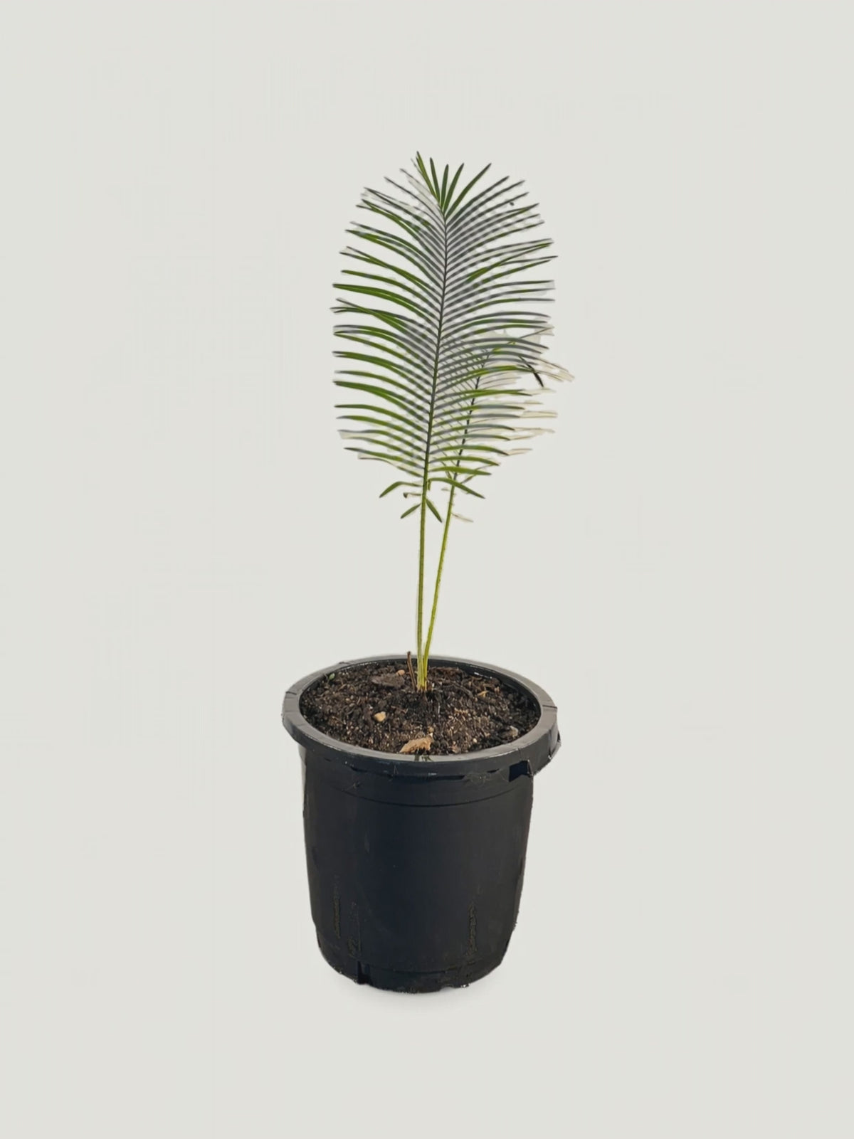 Cycas Silver – Palmpedia