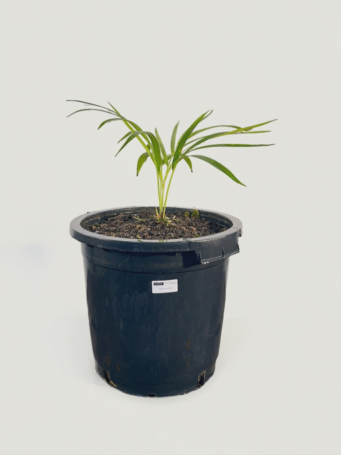 Chrysalidocarpus carlsmithii – Palmpedia