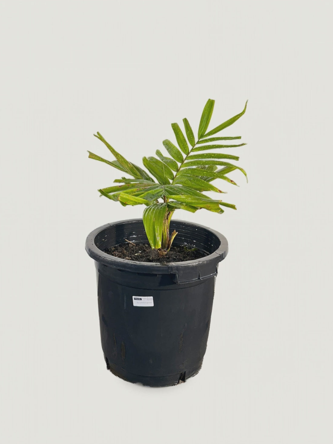 Burretiokentia koghiensis – Palmpedia