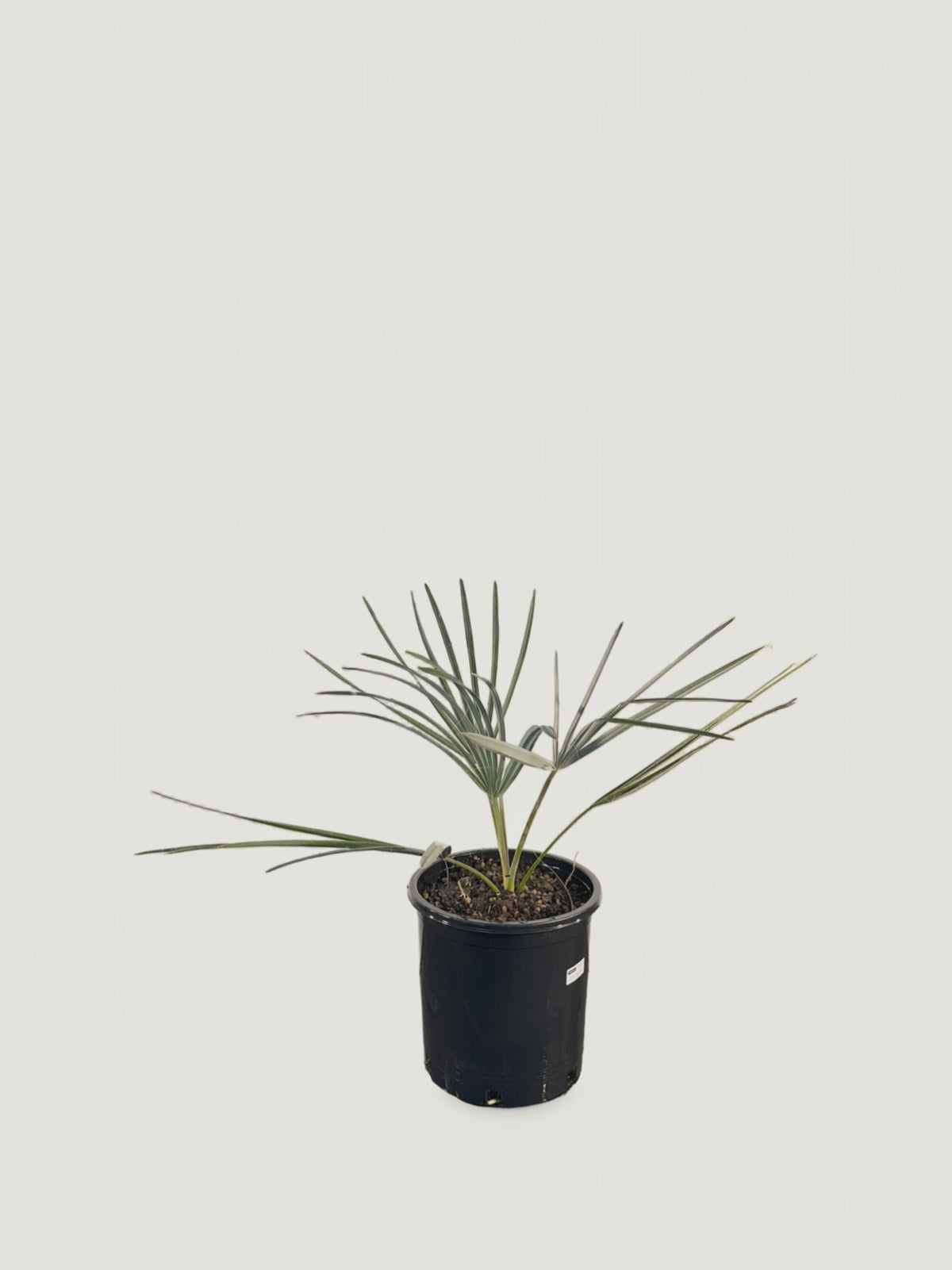 Bismarckia nobilis 'Silver' – video