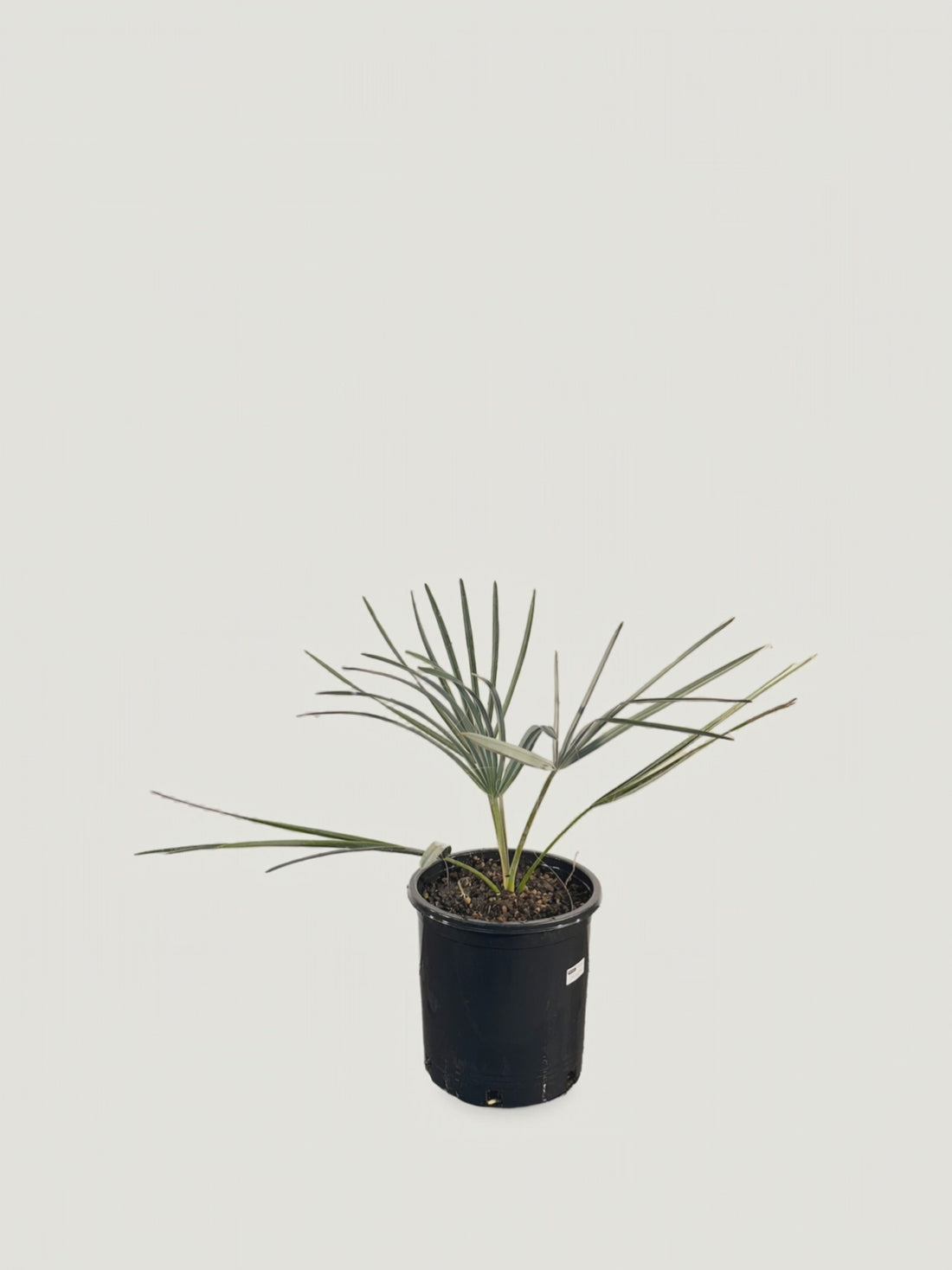 Bismarckia nobilis 'Silver' – video