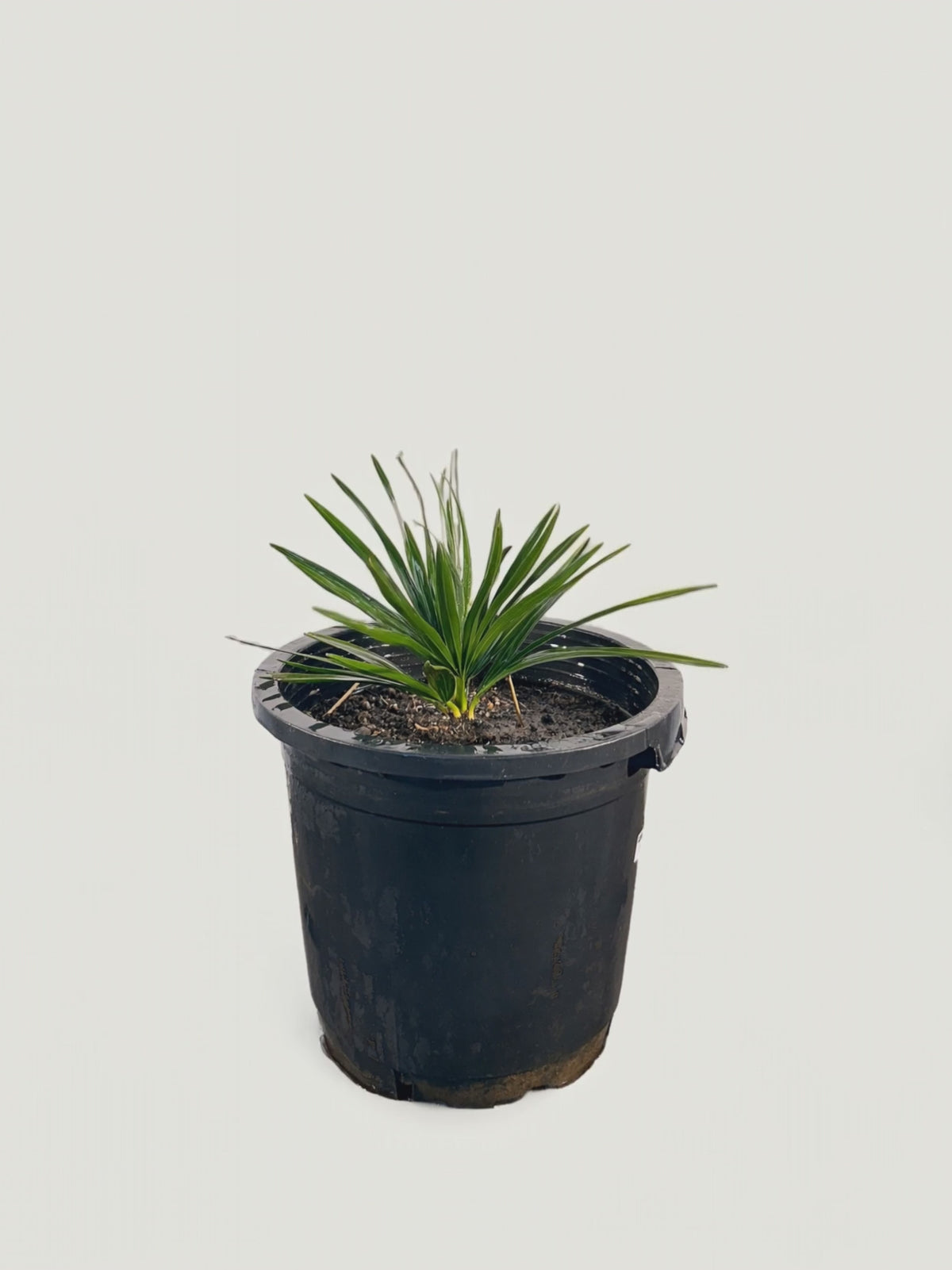Copernicia gigas – Palmpedia